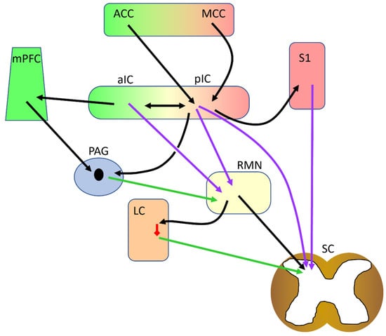 IJMS | Free Full-Text | The Role of the Insular Cortex in Pain