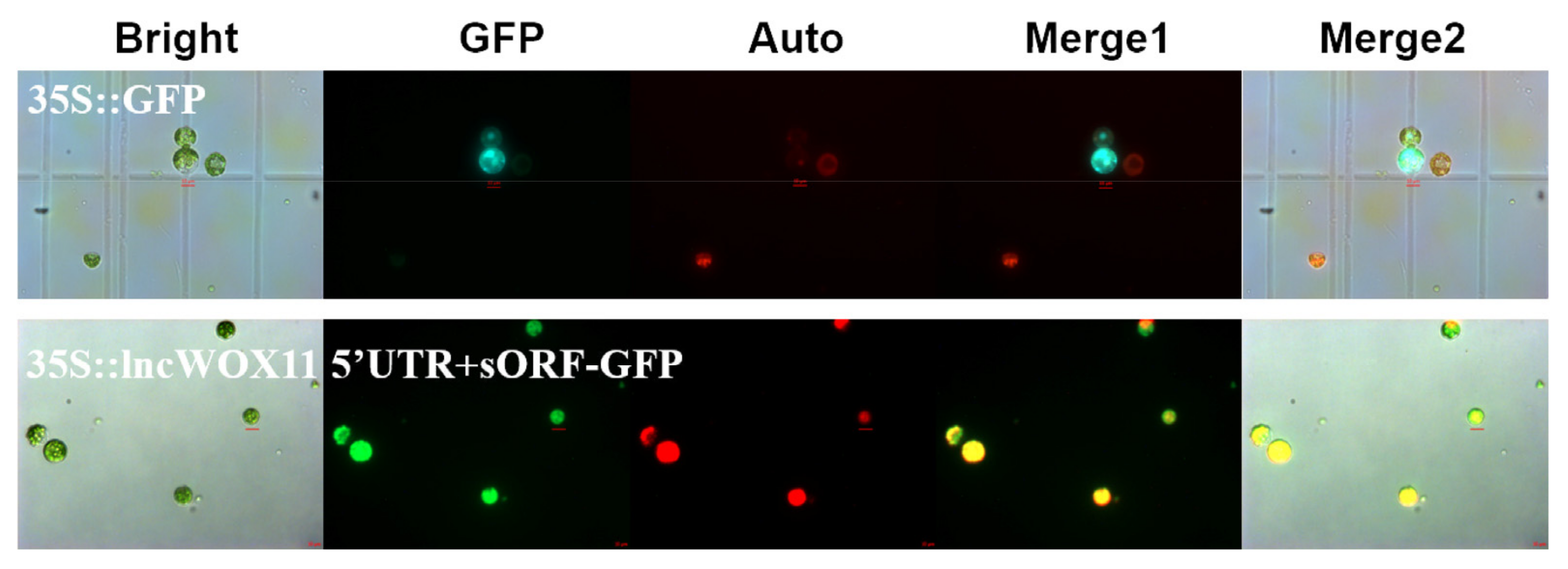 Ijms 24 05766 g002 Ijms 24 05766 g002
