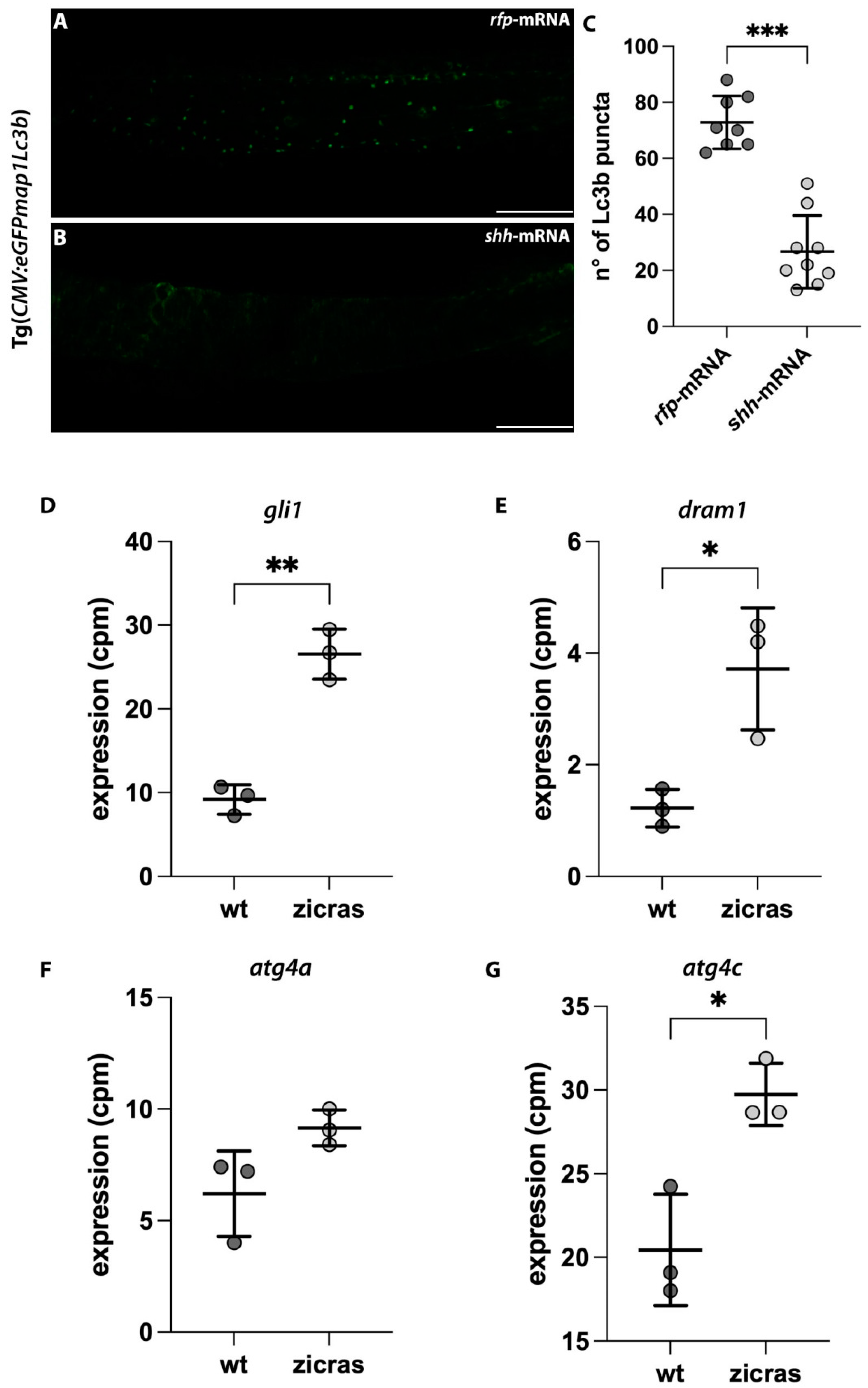 Ijms 24 05771 g006 Ijms 24 05771 g006