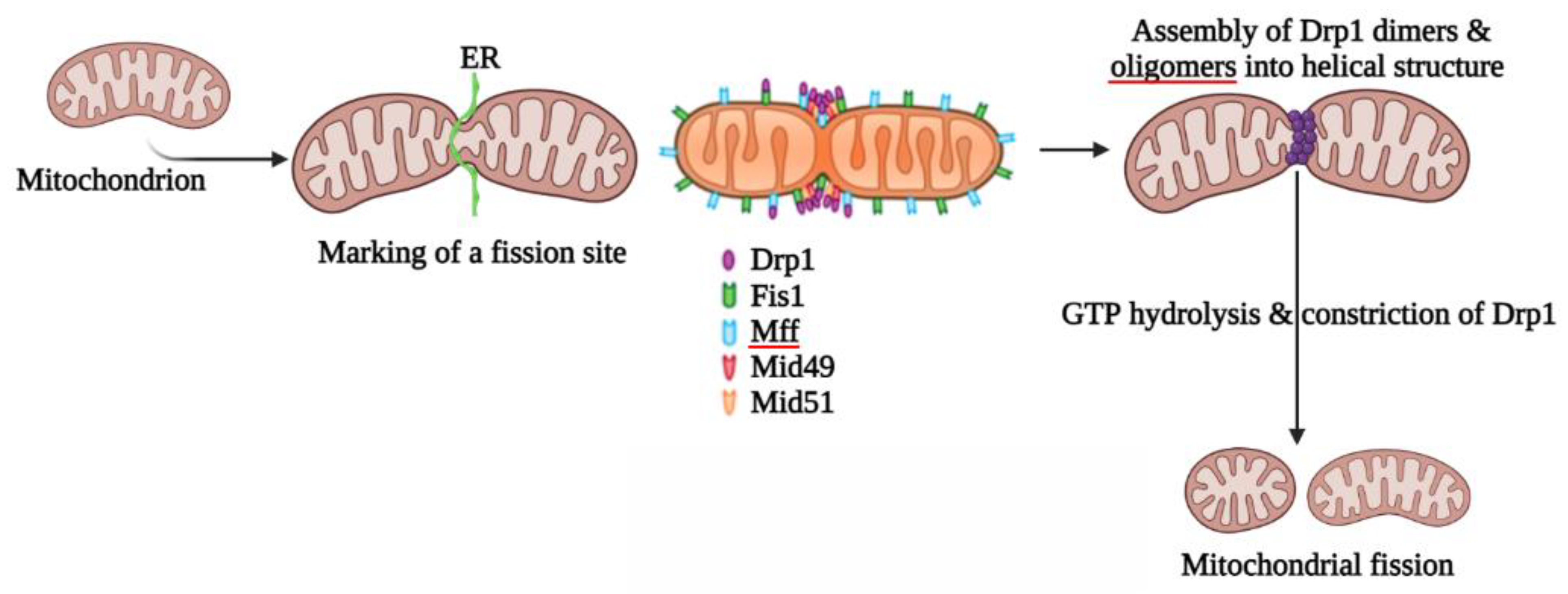 Ijms Free Full Text The Drp1 Mediated Mitochondrial Fission Protein Interactome As An 8059