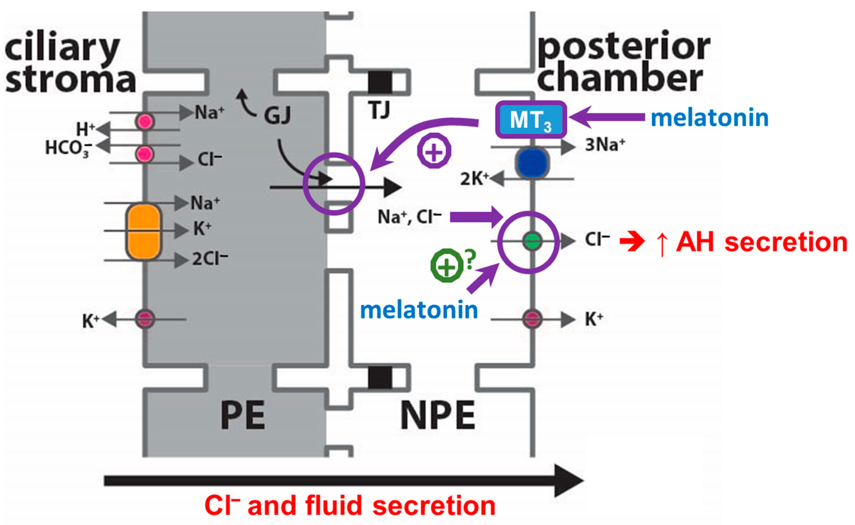 Ijms 24 05789 g009 Ijms 24 05789 g009