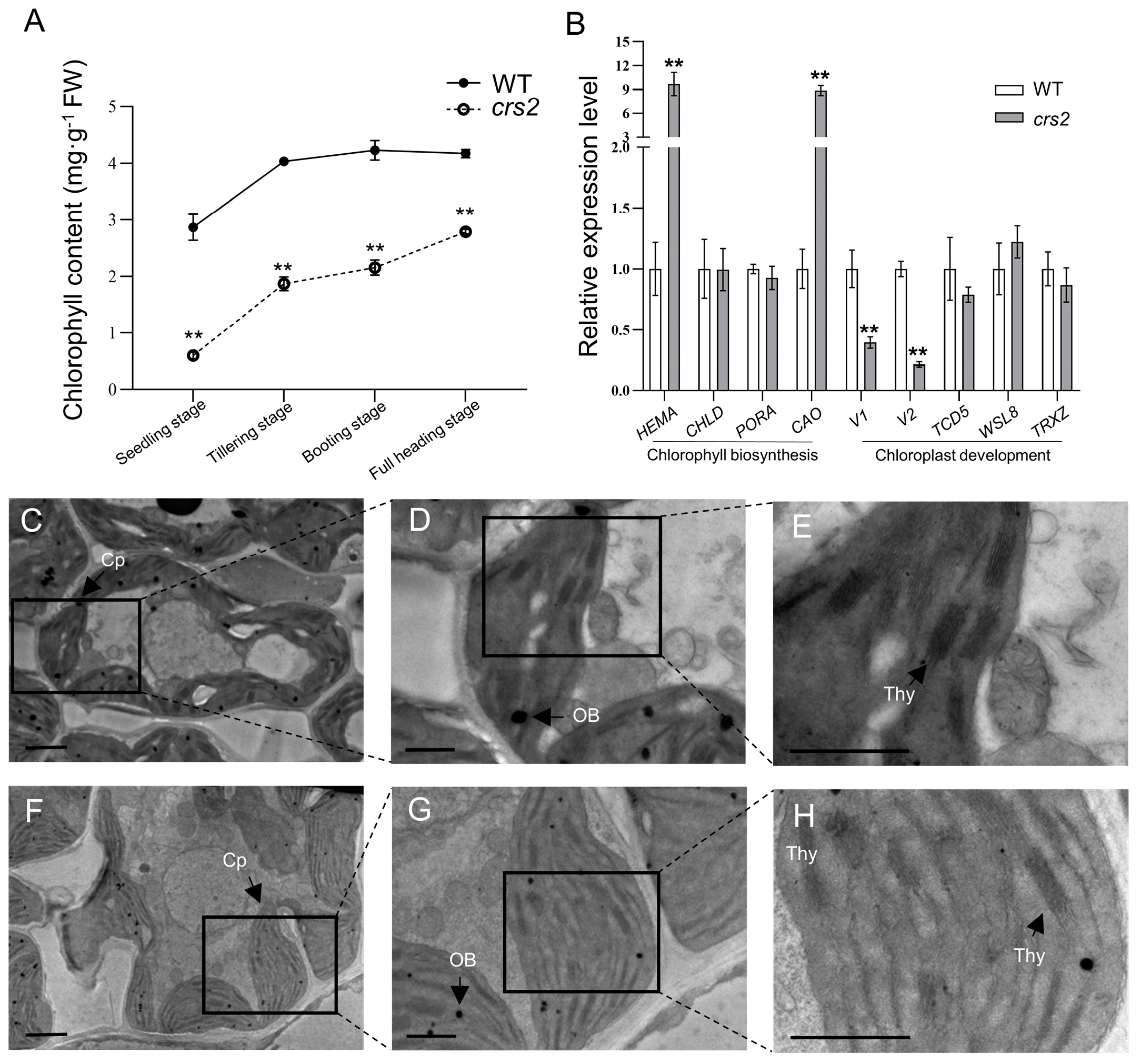 Ijms 24 05796 g002 Ijms 24 05796 g002