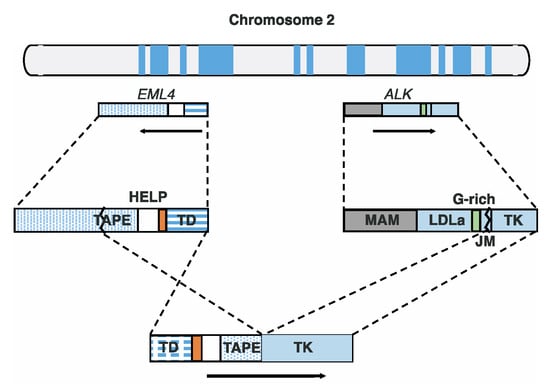 IJMS Free Full Text Molecular Anatomy Of The EML4 ALK Fusion Protein For The Development Of