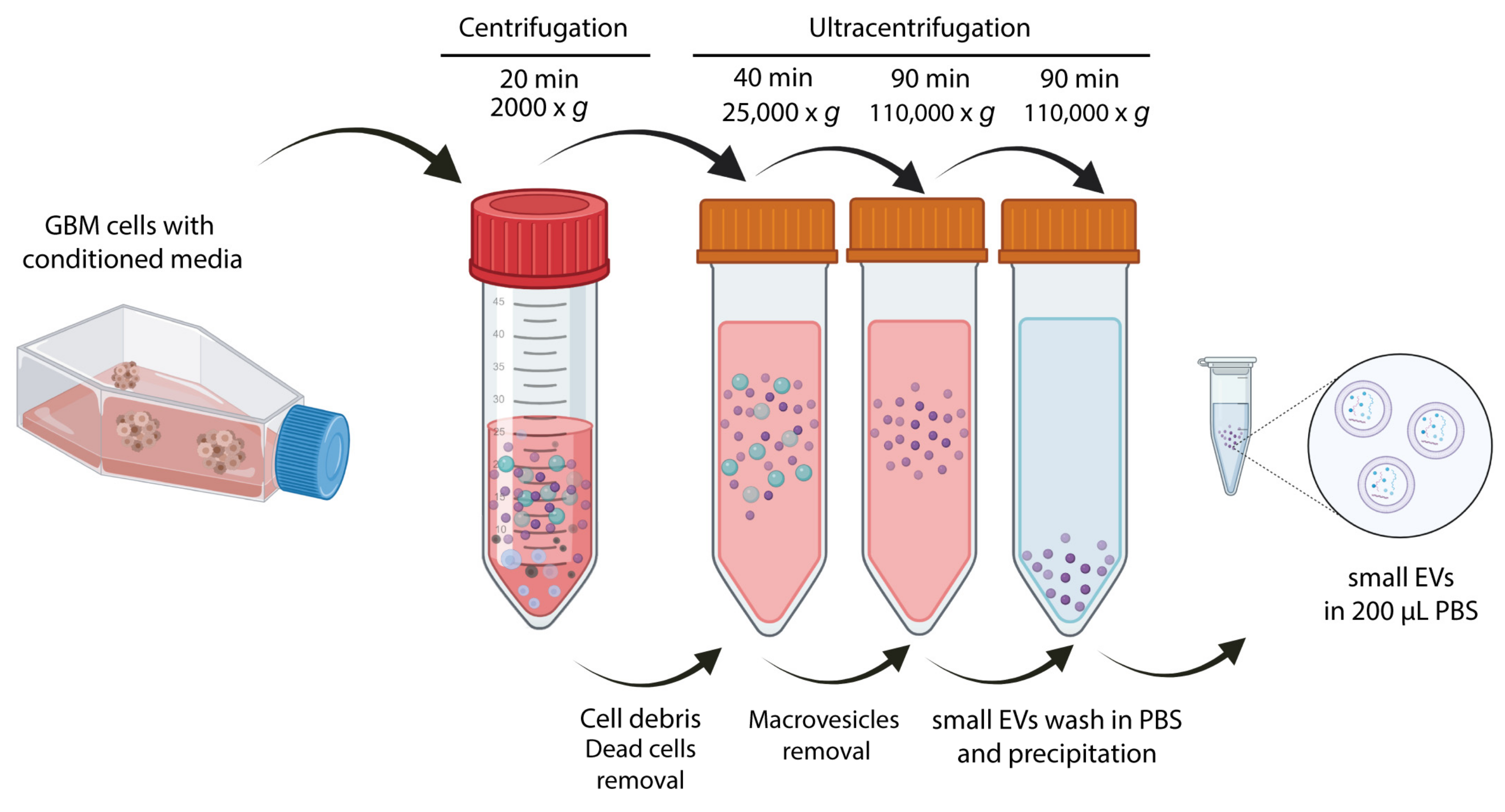 Ijms 24 05910 g002 Ijms 24 05910 g002