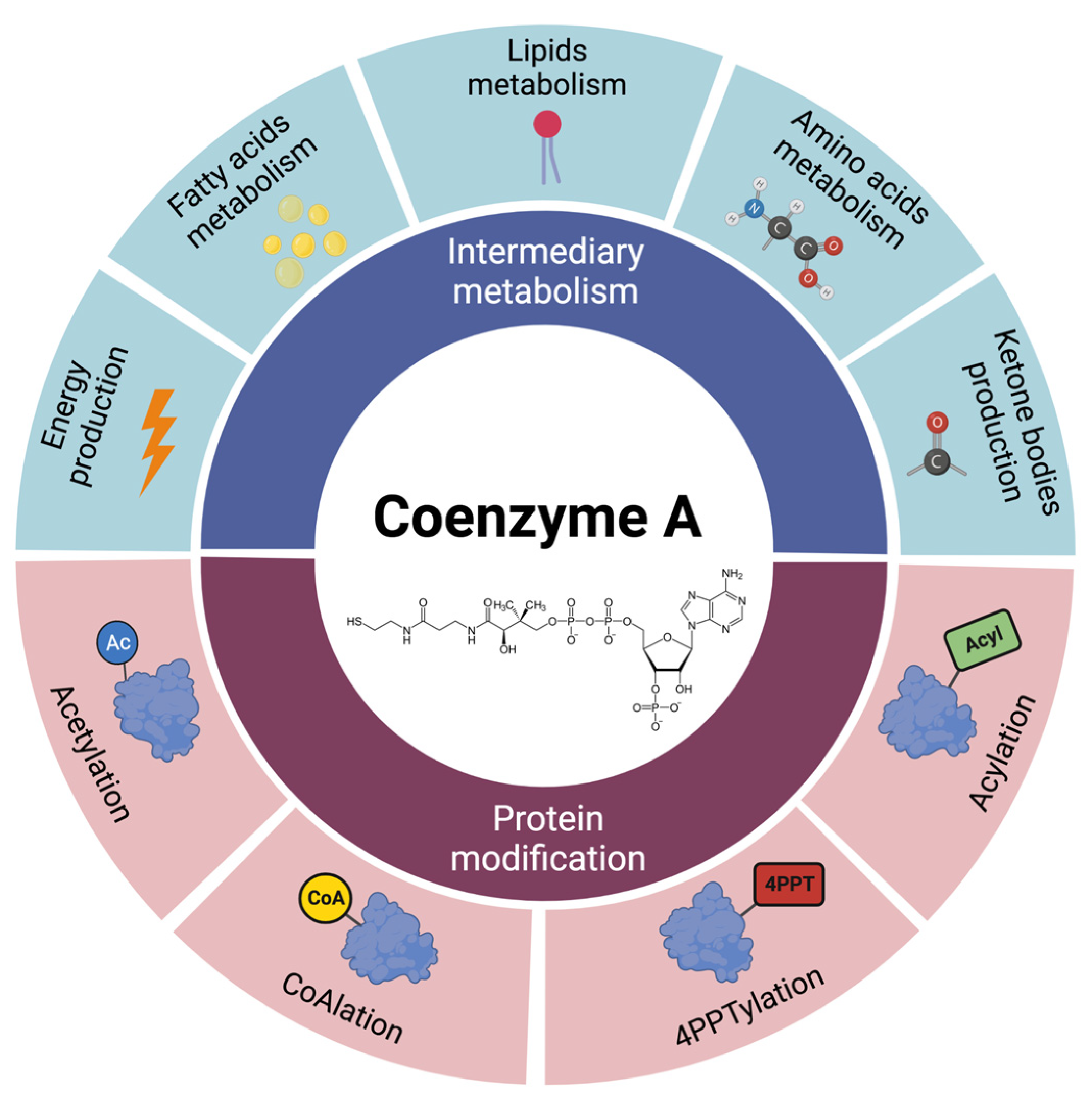 Coenzyme A