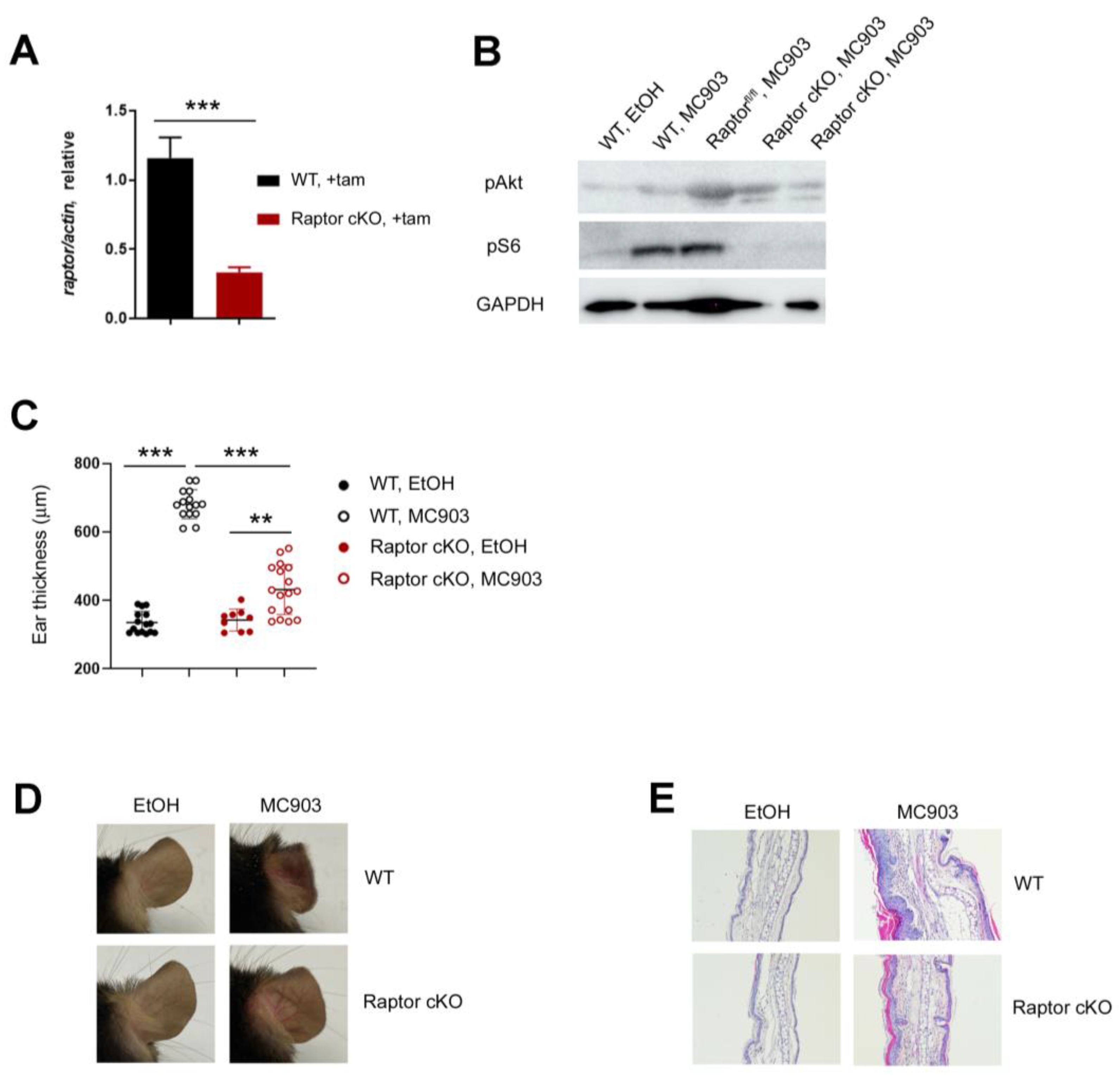 Ijms 24 05968 g002 Ijms 24 05968 g002