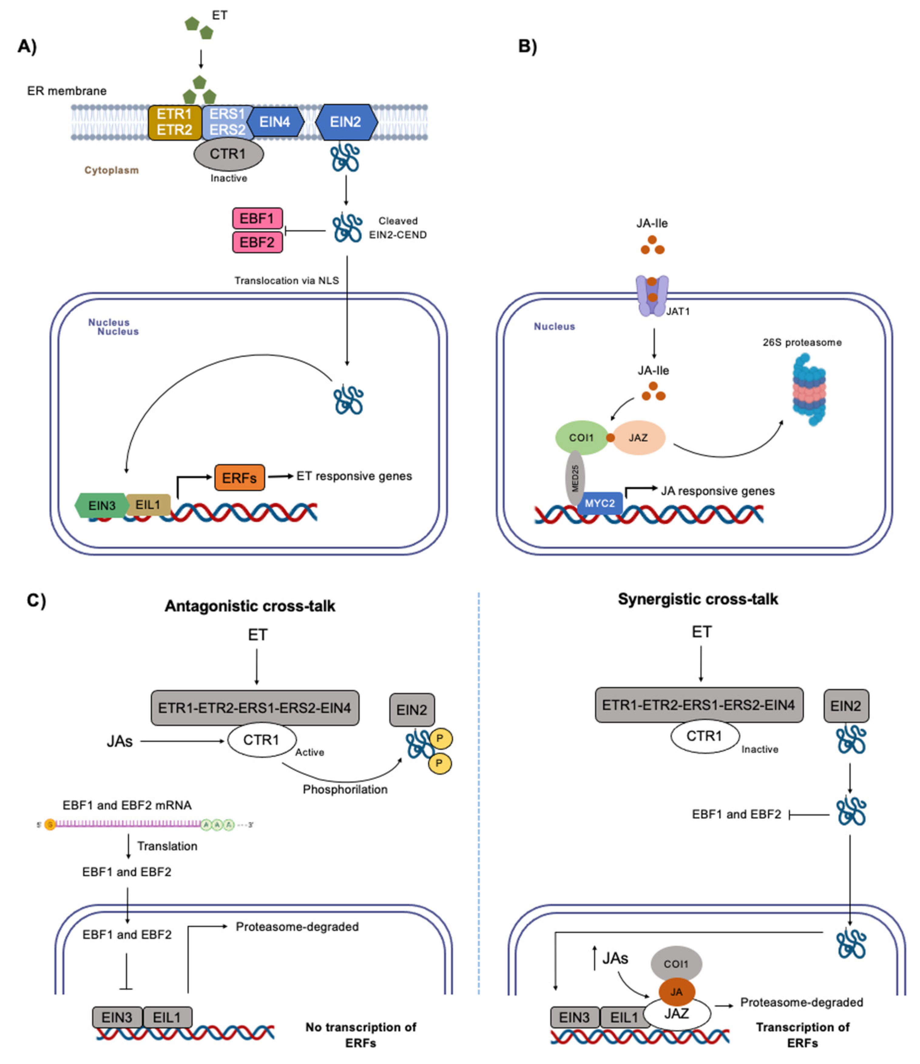 Ijms 24 05990 g001 Ijms 24 05990 g001