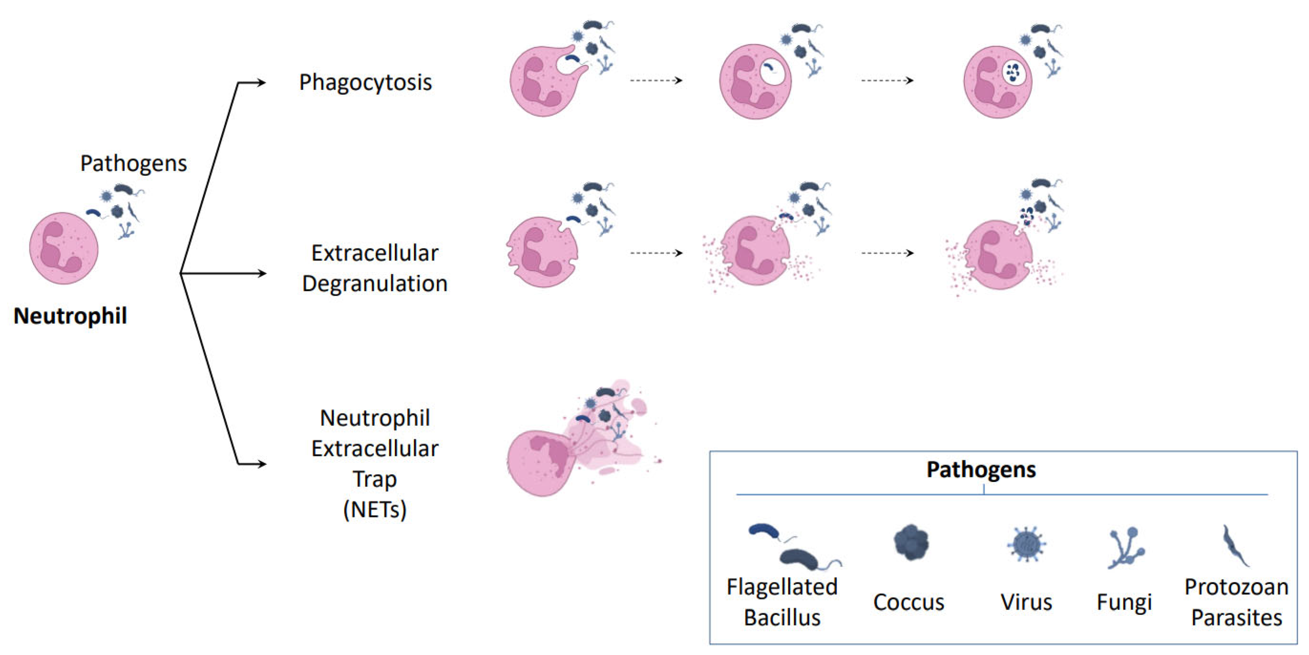 IJMS | Free Full-Text | Neutrophil Extracellular Traps and Cancer: Trapping  Our Attention with Their Involvement in Ovarian Cancer