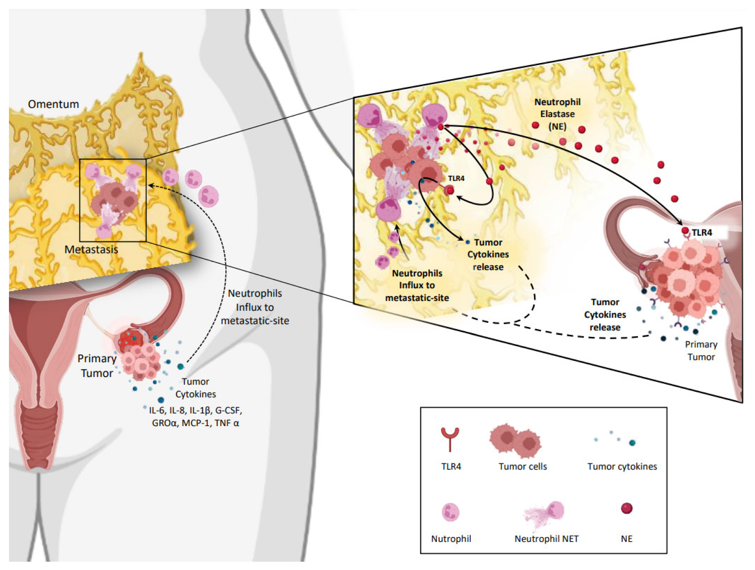 Ijms 24 05995 g004 Ijms 24 05995 g004