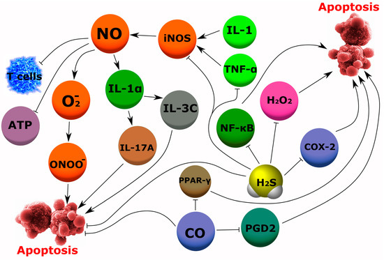 IJMS | Free Full-Text | The Role of Gasotransmitter-Dependent