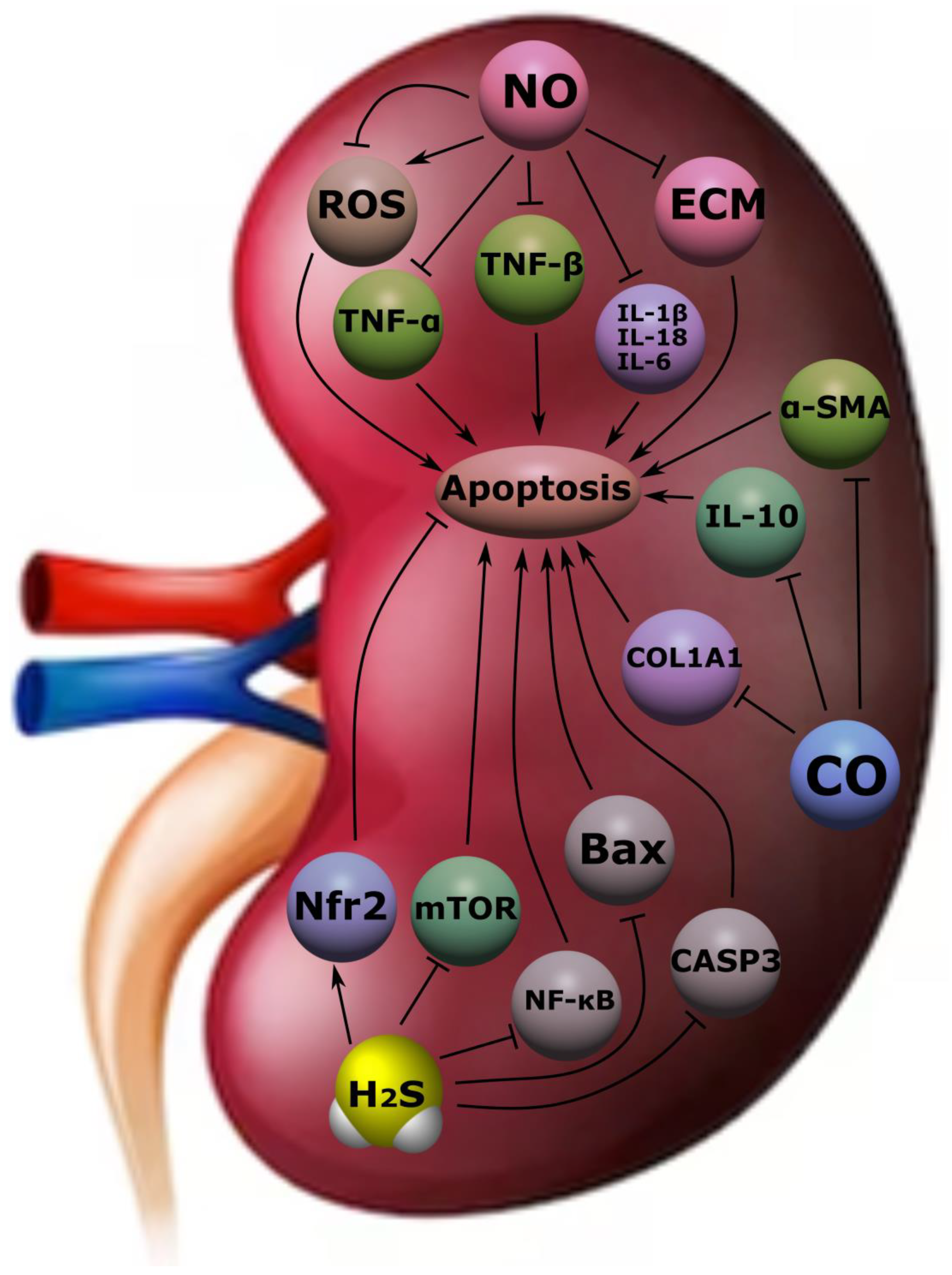 IJMS | Free Full-Text | The Role of Gasotransmitter-Dependent