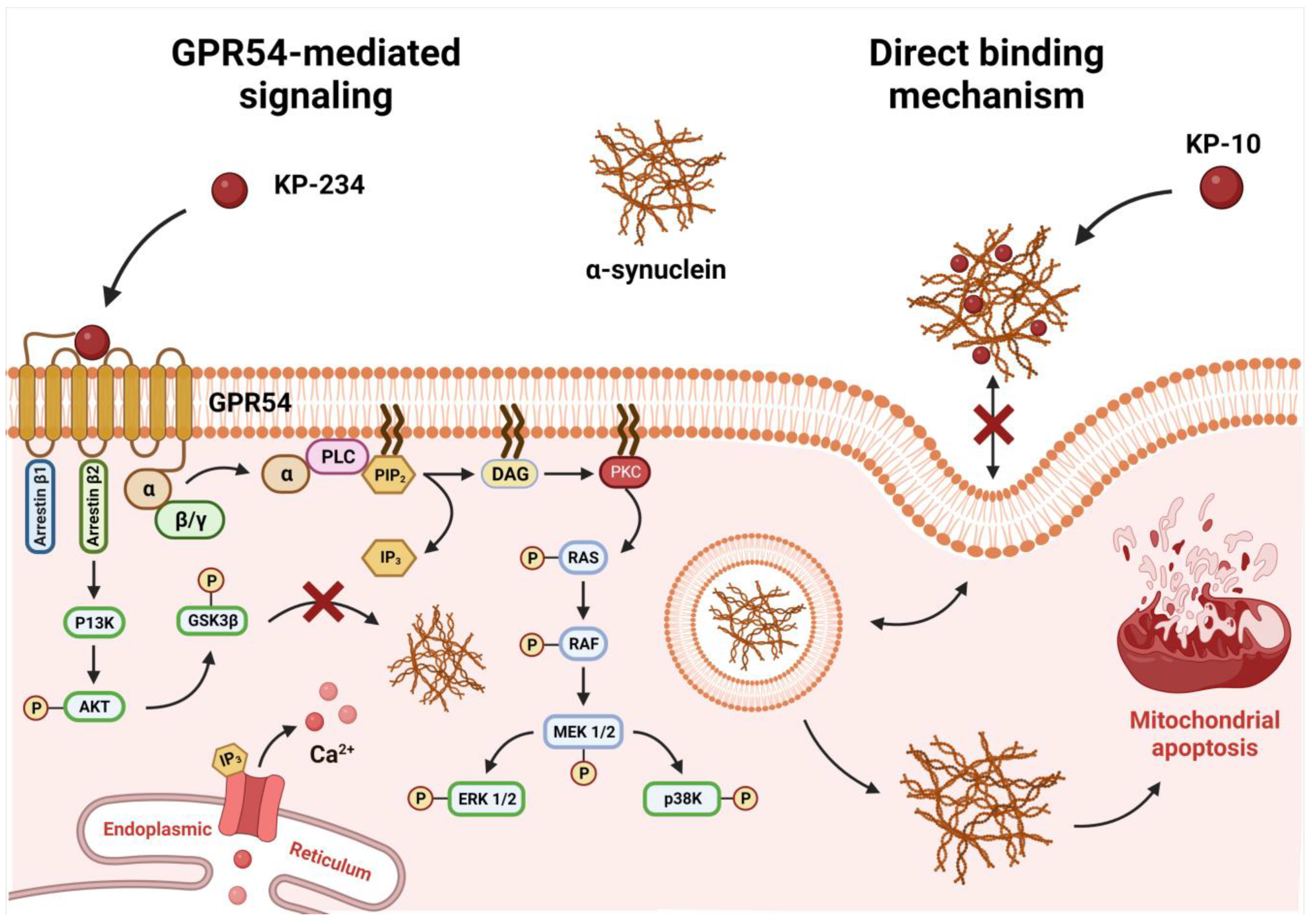 Ijms 24 06056 g004 Ijms 24 06056 g004