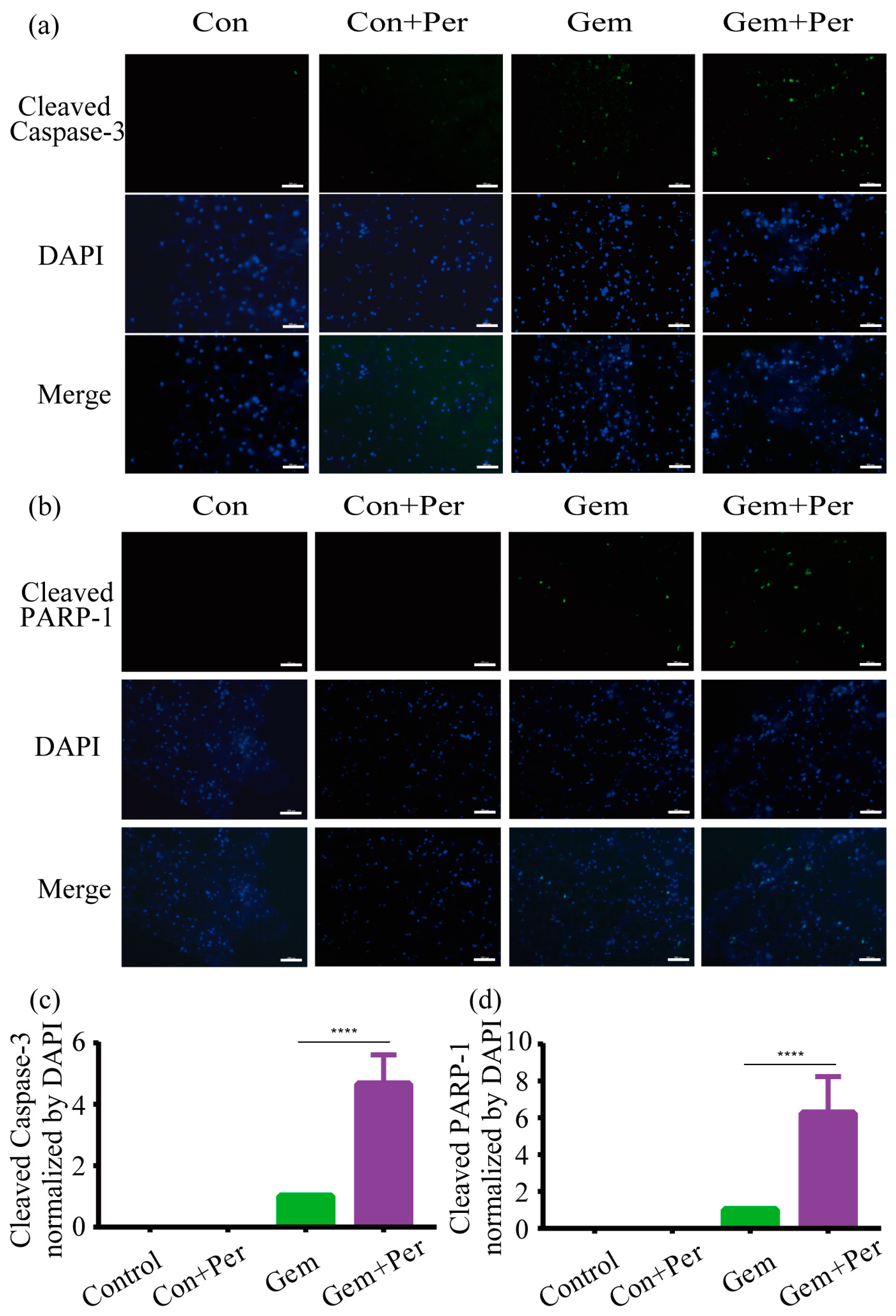 Ijms 24 06071 g006 Ijms 24 06071 g006