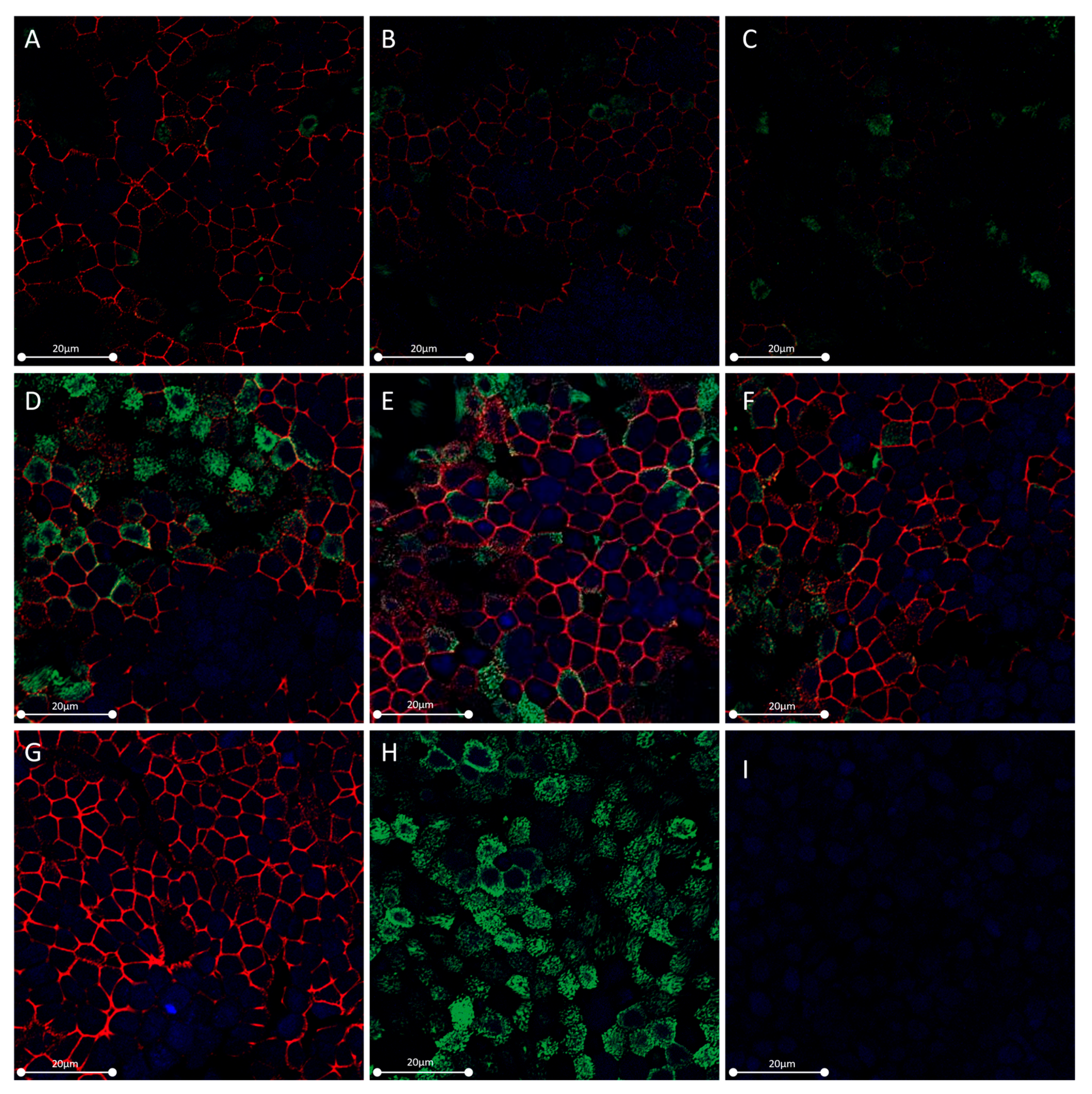 Ijms 24 06094 g003 Ijms 24 06094 g003