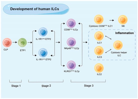 Ijms Free Full Text Function Of Innate Lymphoid Cells In