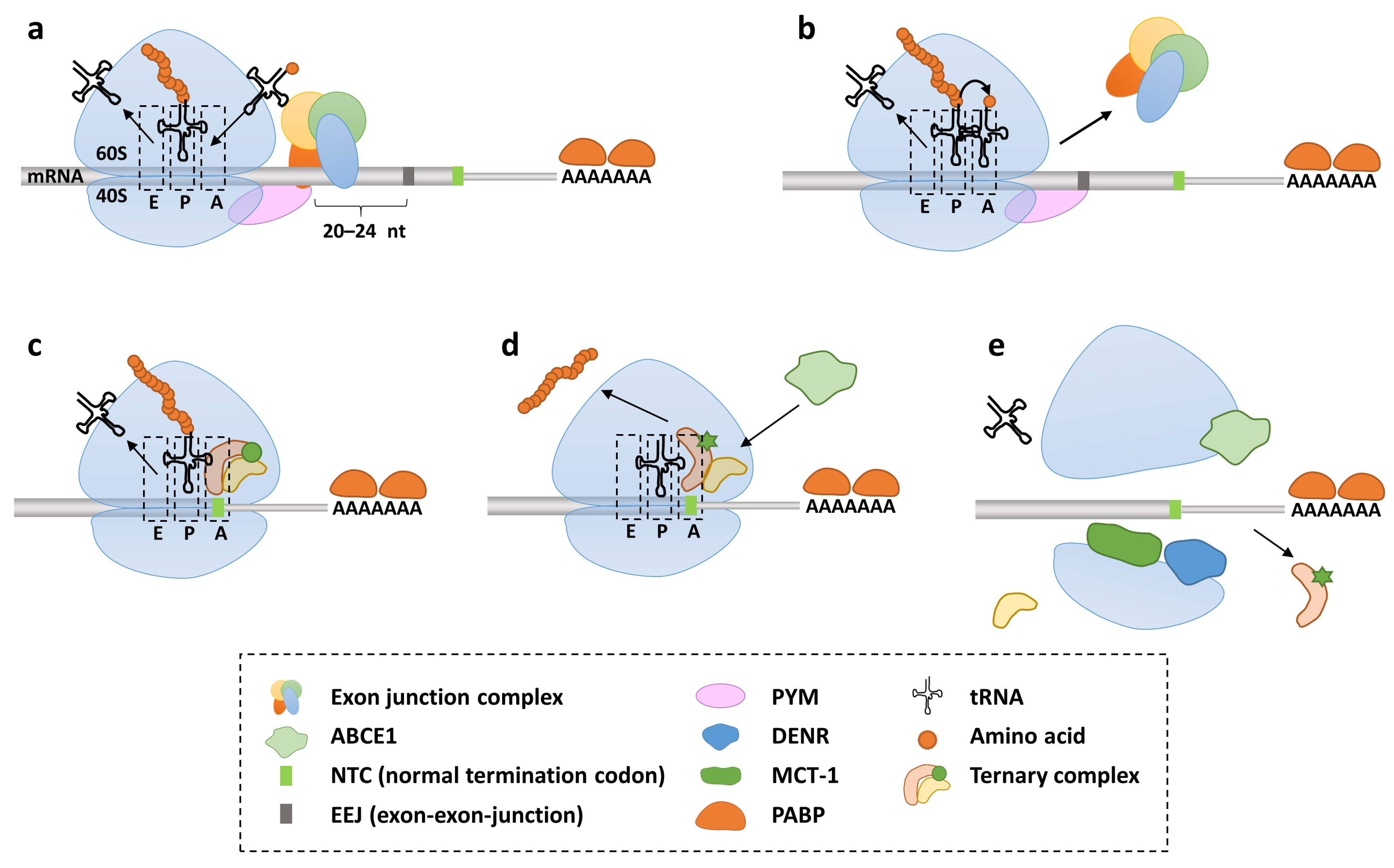 IJMS | Free Full-Text | Emerging Personalized Opportunities for Enhancing  Translational Readthrough in Rare Genetic Diseases and Beyond