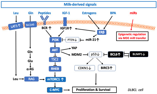 IJMS | Free Full-Text | Potential Pathogenic Impact of Cow’s