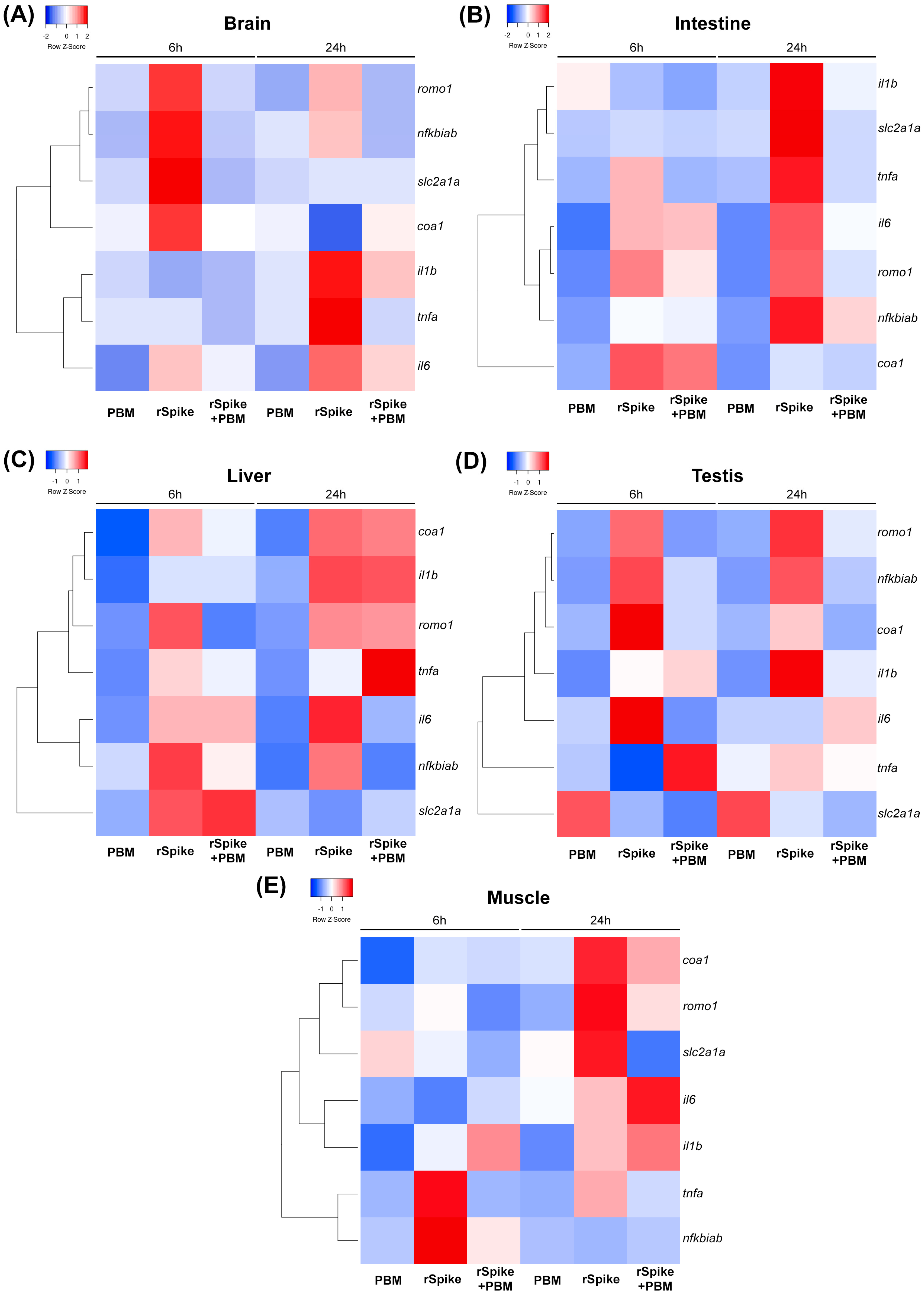 IJMS | Free Full-Text | Photobiomodulation Reduces the Cytokine Storm  Syndrome Associated with COVID-19 in the Zebrafish Model