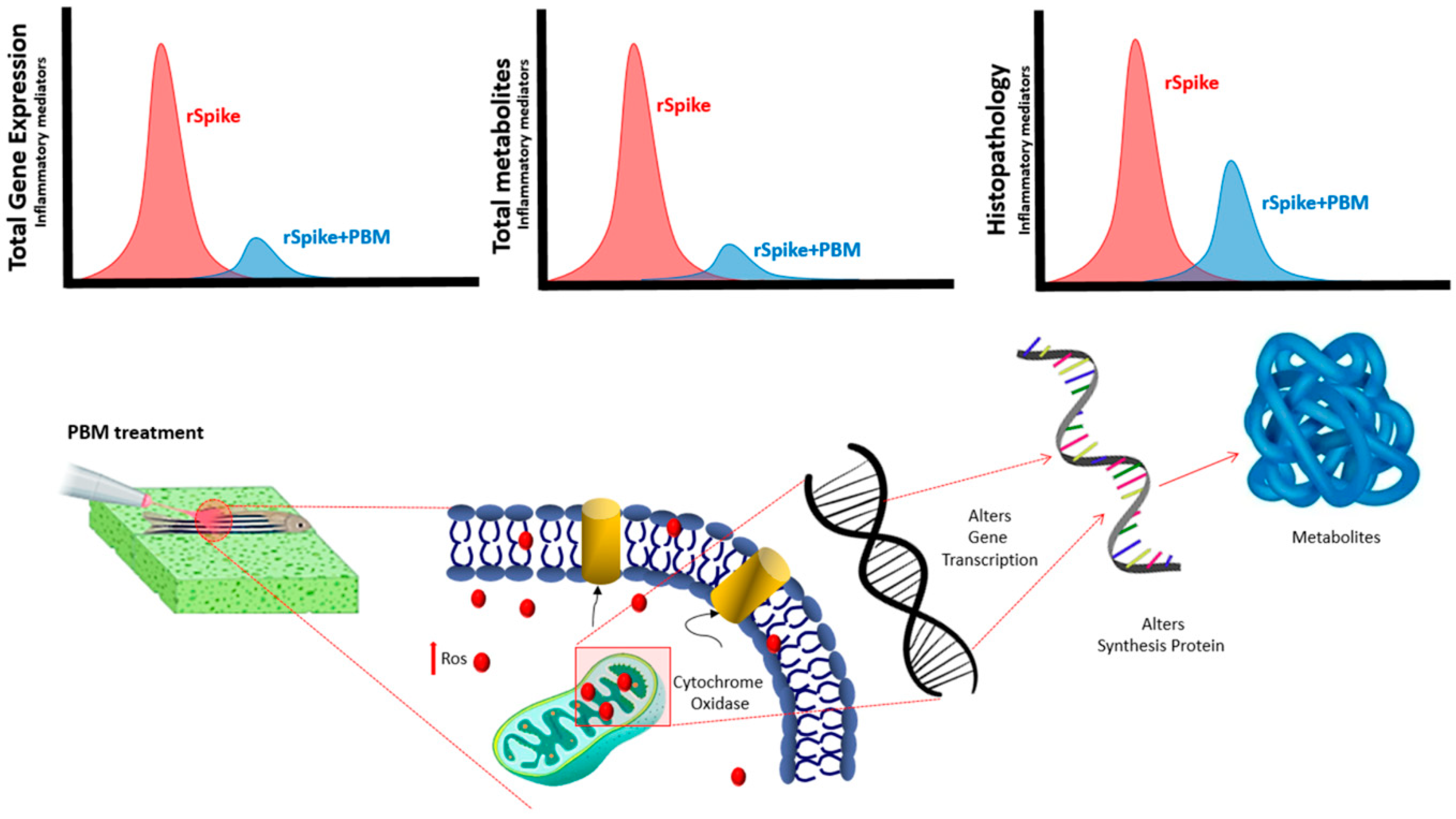 IJMS | Free Full-Text | Photobiomodulation Reduces the Cytokine Storm  Syndrome Associated with COVID-19 in the Zebrafish Model