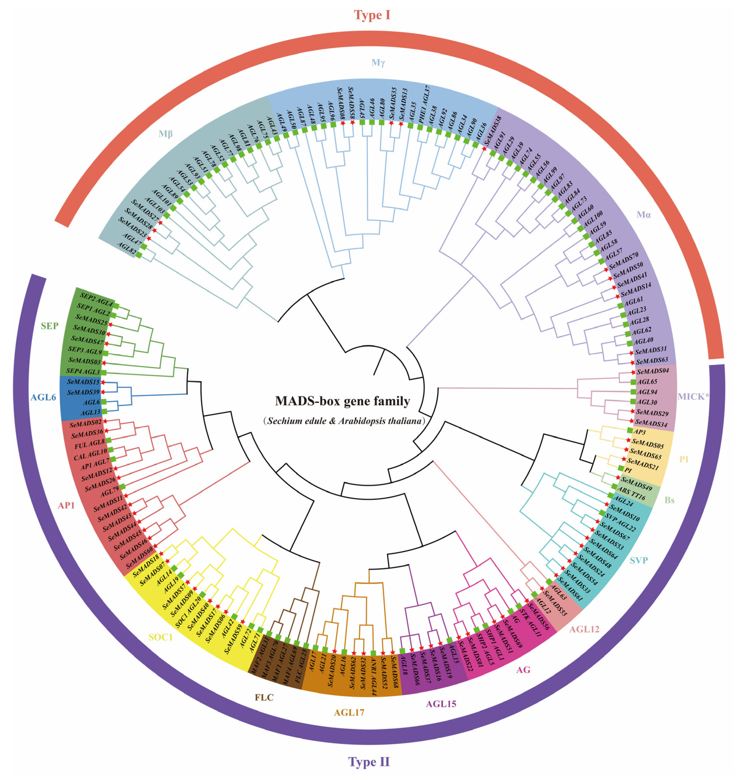 IJMS Free Full Text Genome Wide Identification of the MADS Box