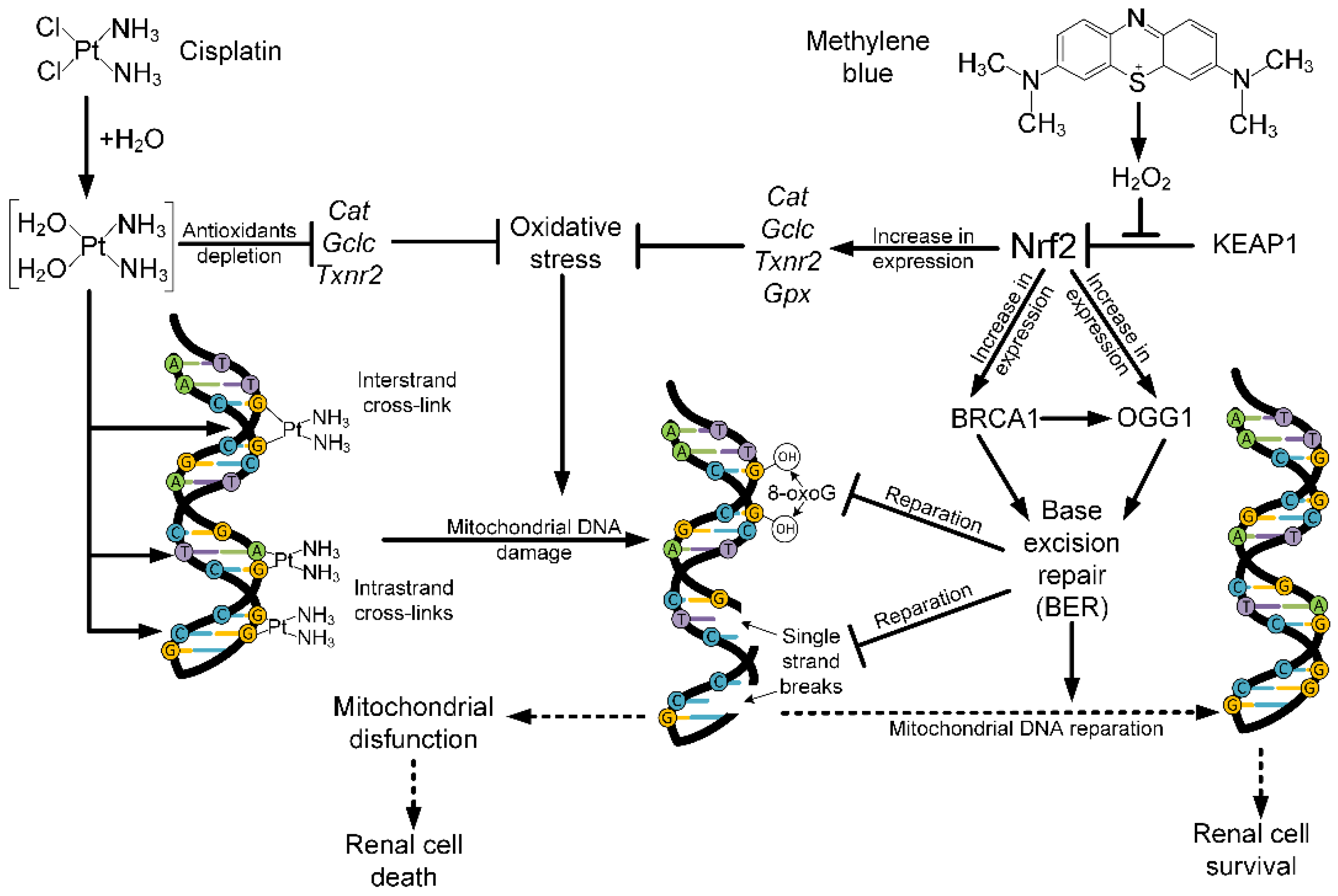 Ijms 24 06118 g006 Ijms 24 06118 g006