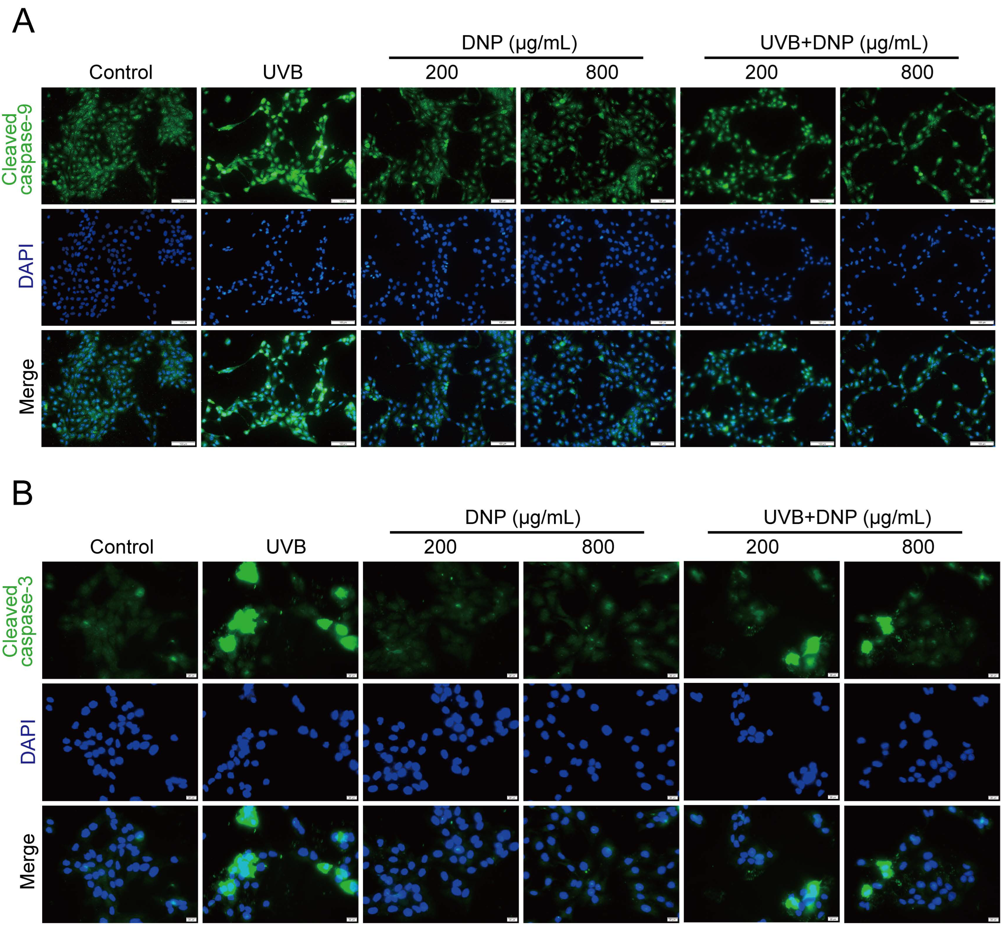 Ijms 24 06120 g008a Ijms 24 06120 g008a