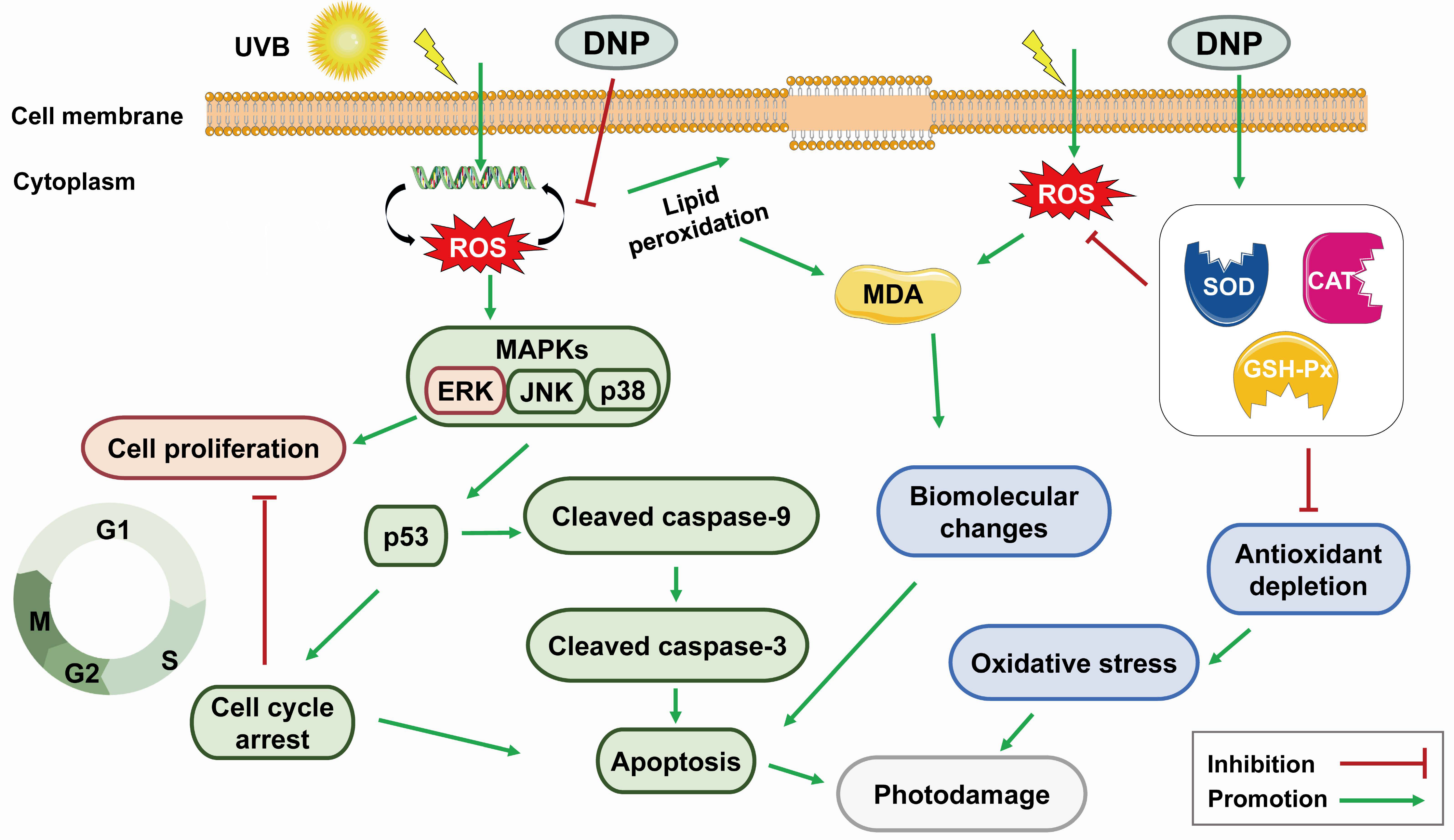 Ijms 24 06120 g009 Ijms 24 06120 g009