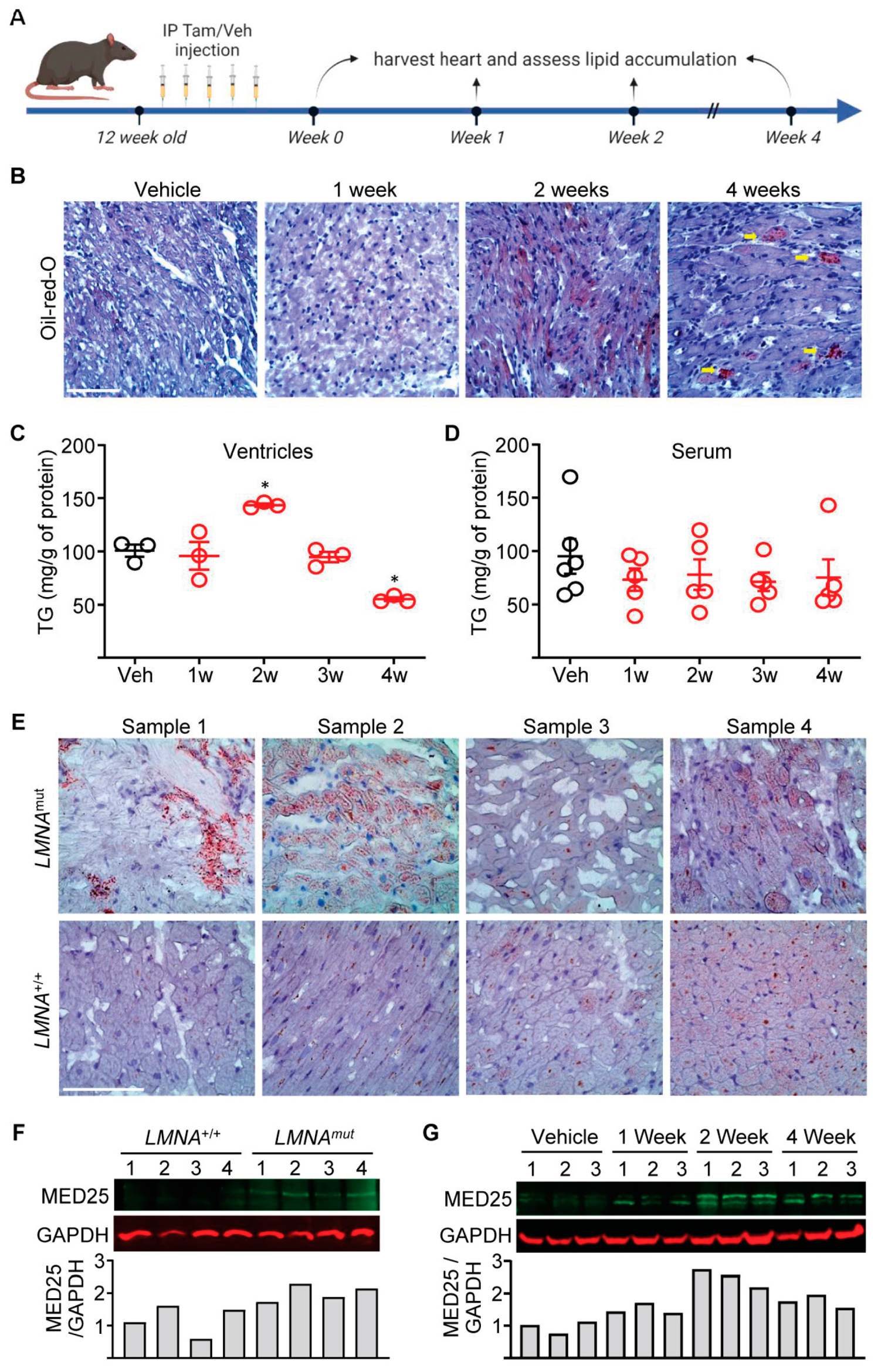 Ijms 24 06155 g001 Ijms 24 06155 g001