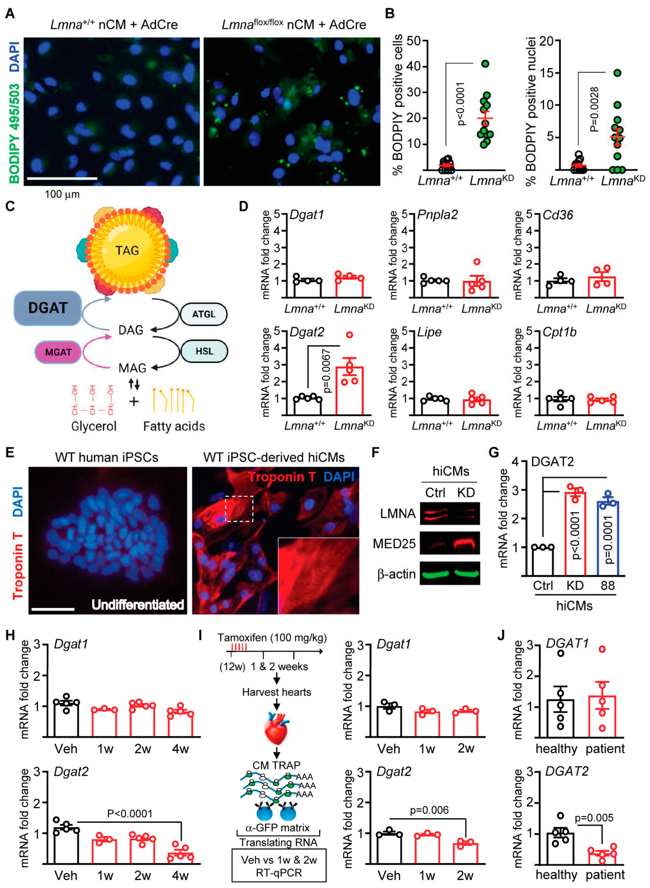 Ijms 24 06155 g002 Ijms 24 06155 g002