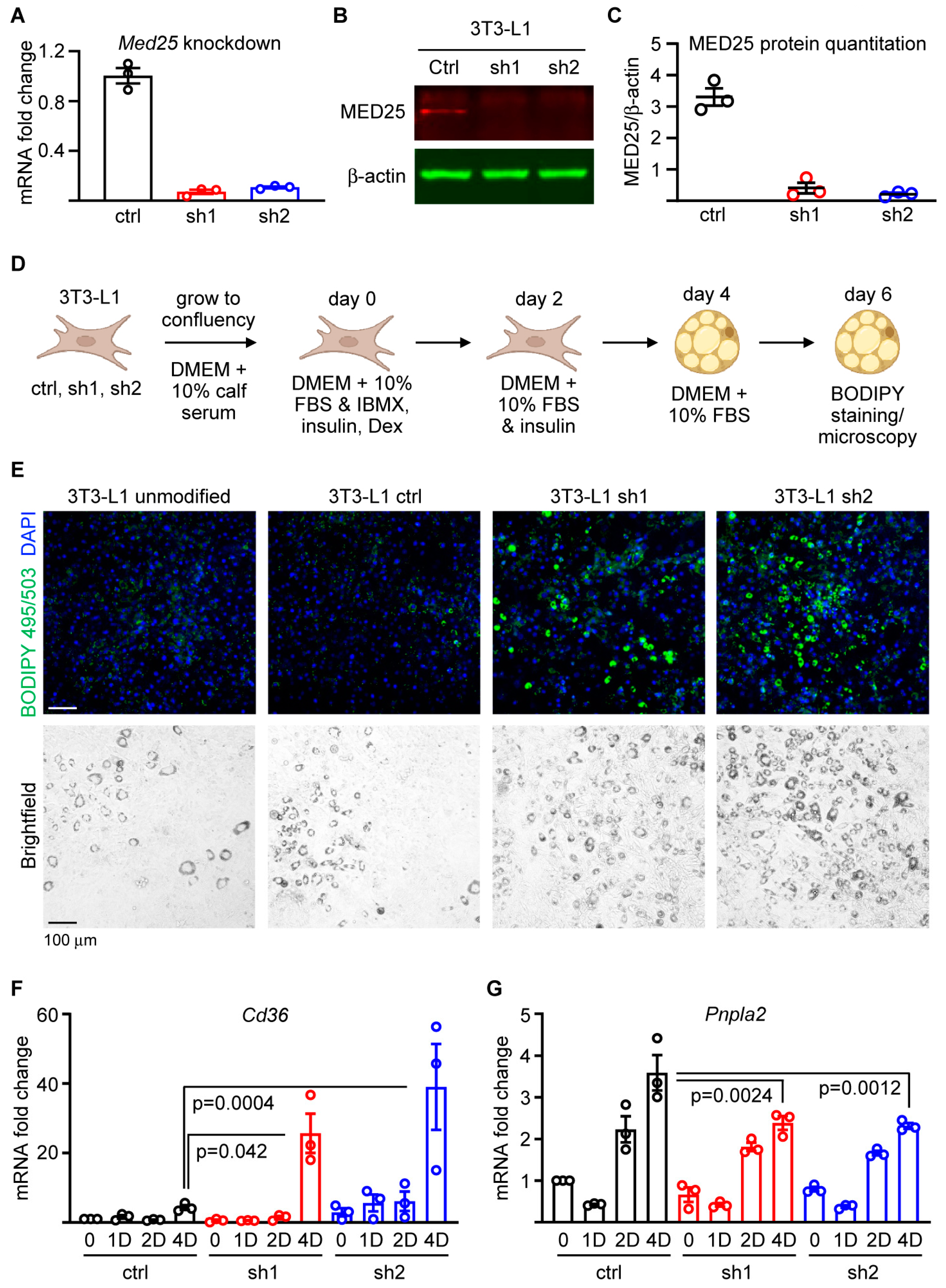 Ijms 24 06155 g003 Ijms 24 06155 g003