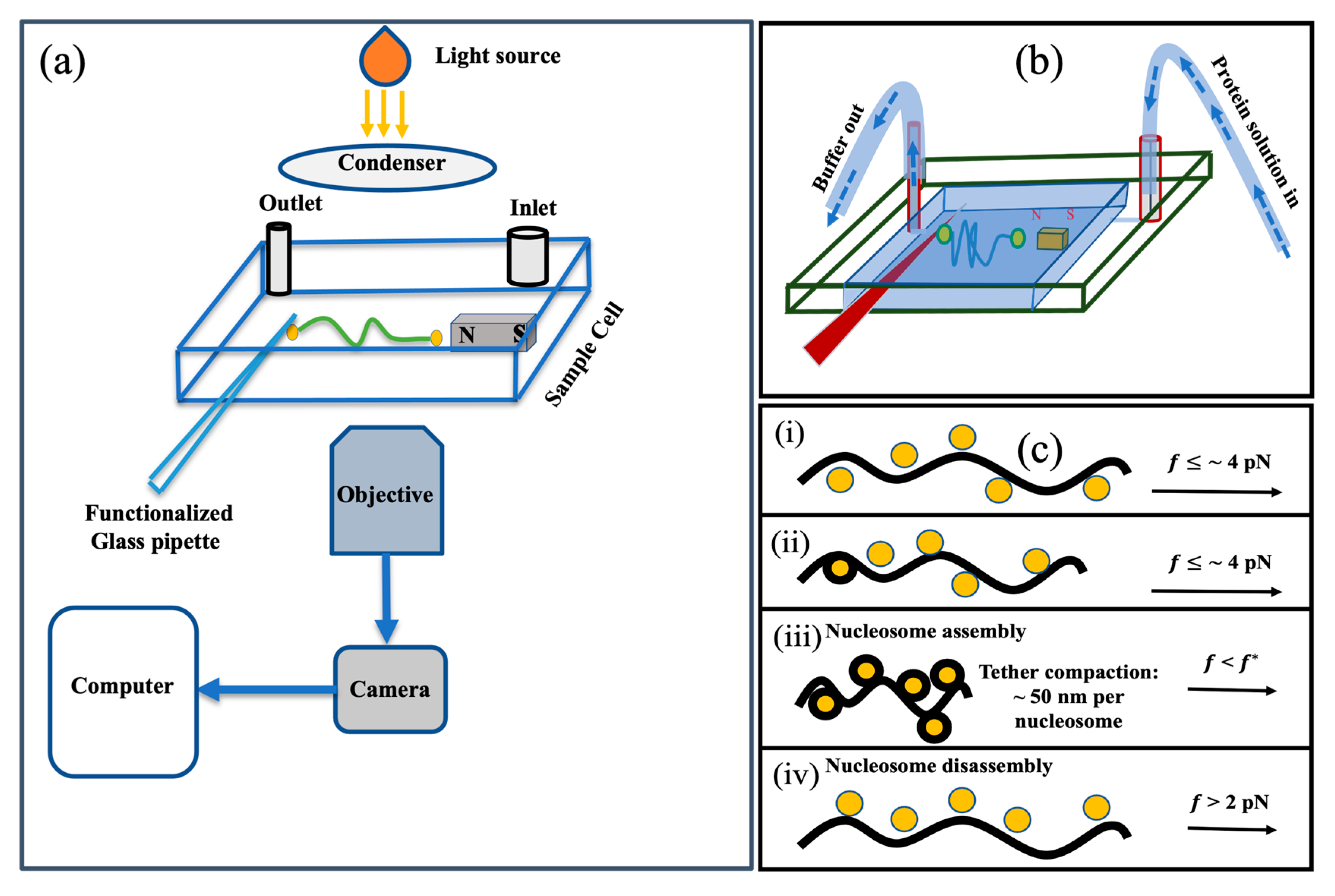 Ijms 24 06188 g005 Ijms 24 06188 g005