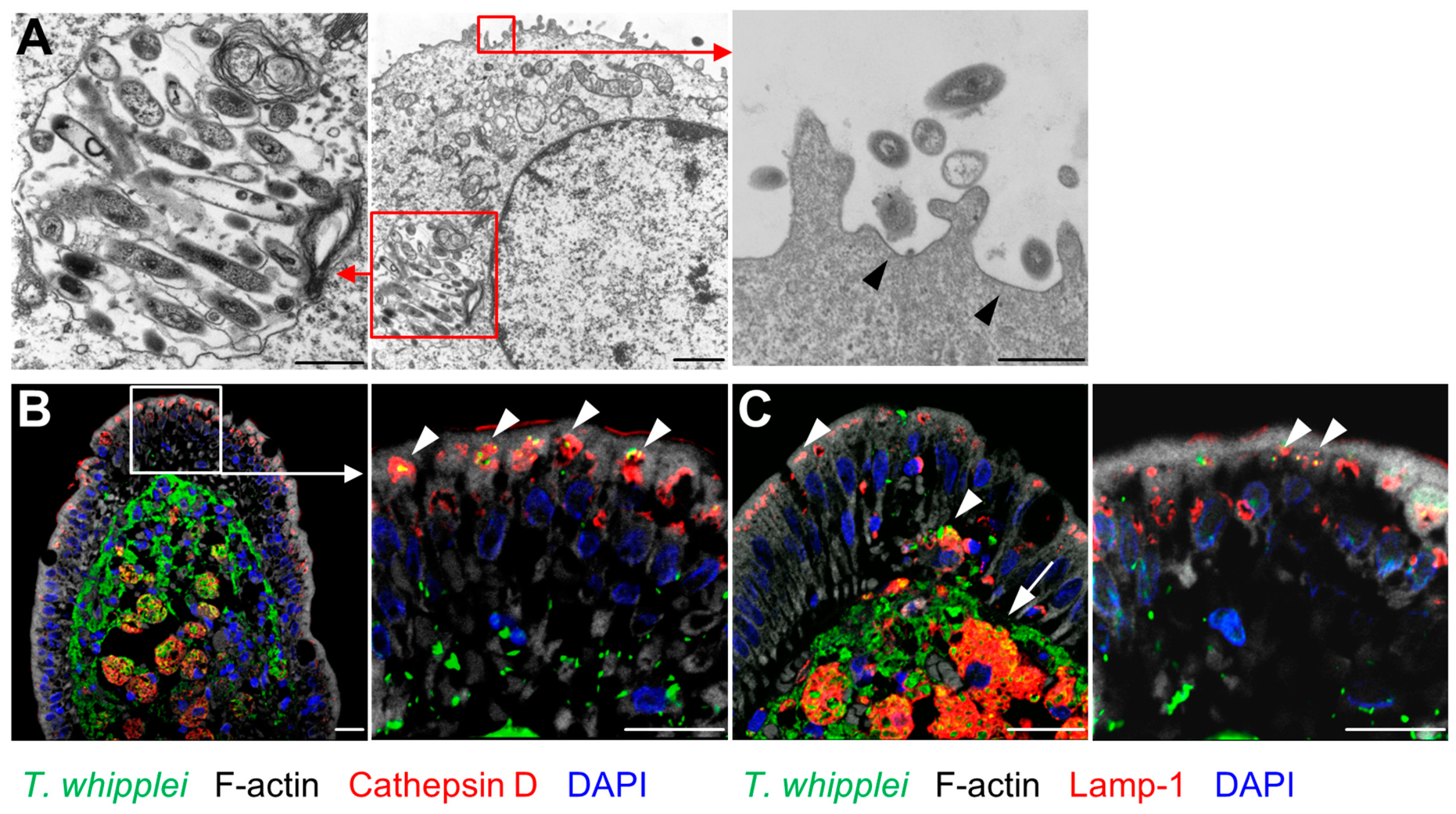 Ijms 24 06197 g003 Ijms 24 06197 g003