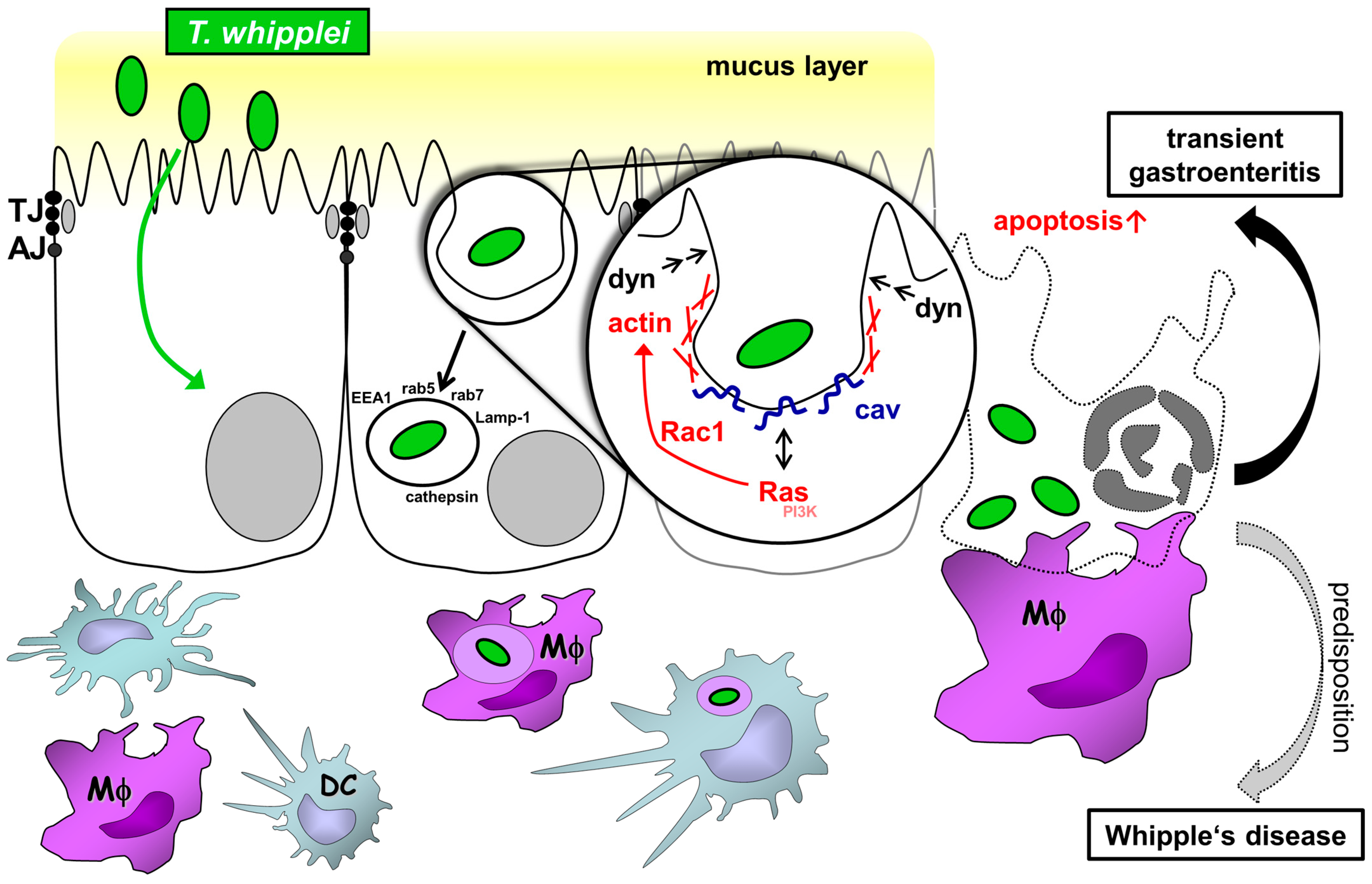 Ijms 24 06197 g006 Ijms 24 06197 g006