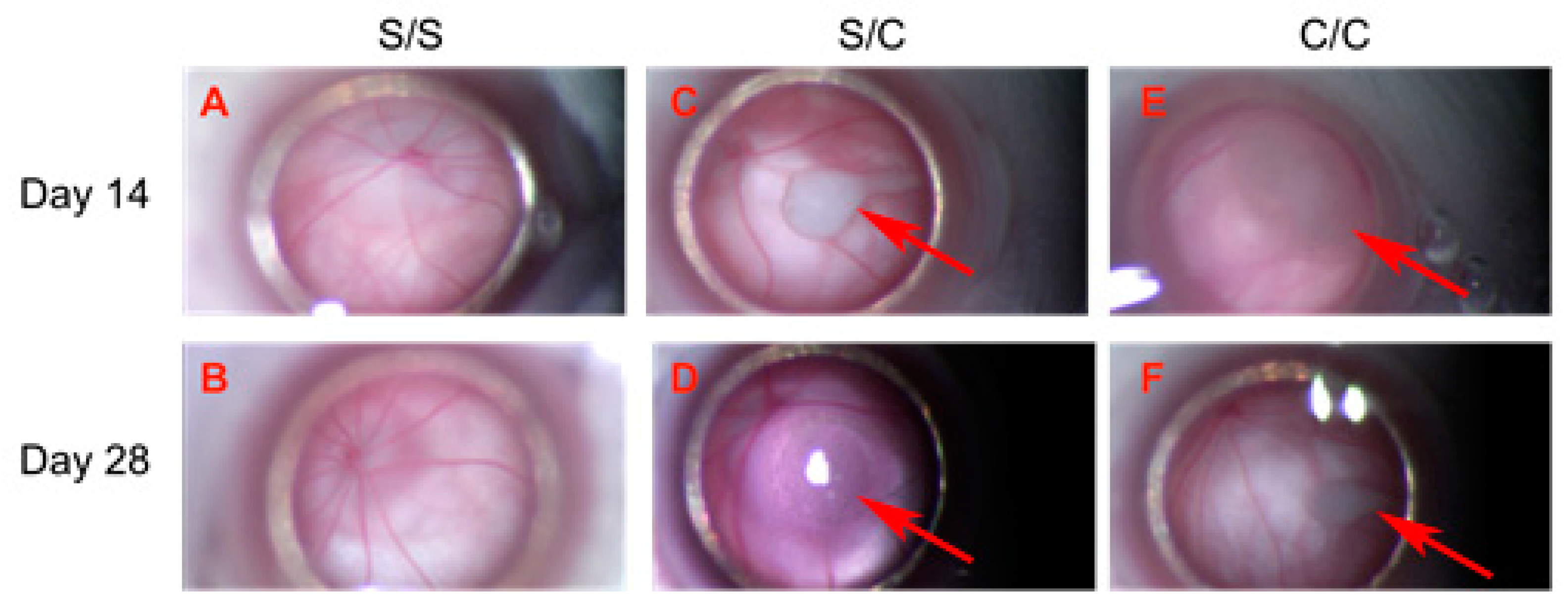 Ocular Microanatomy Core (OM Core)  UCI Center for Translational Vision  Research