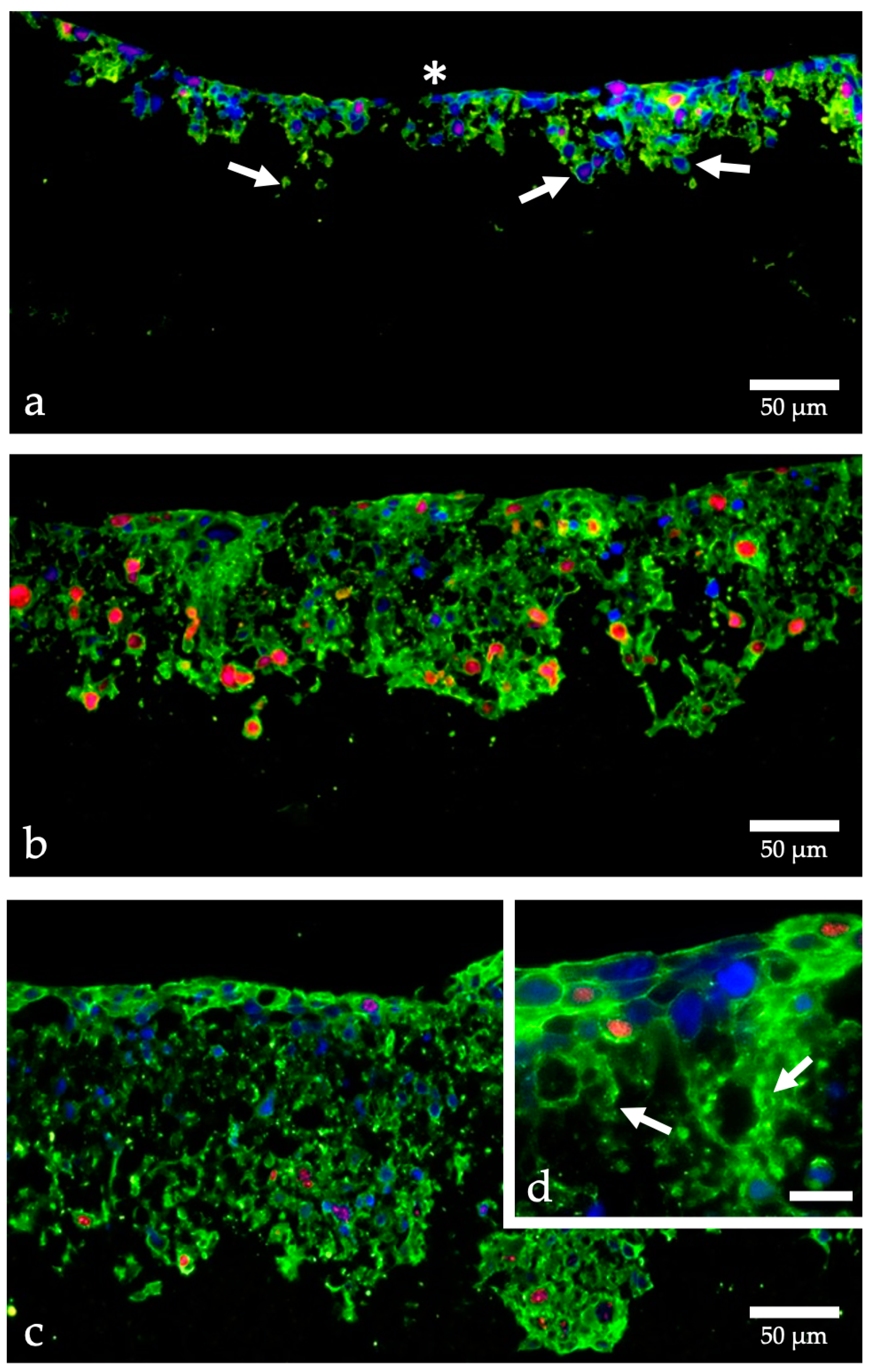 Ijms 24 06232 g001 Ijms 24 06232 g001