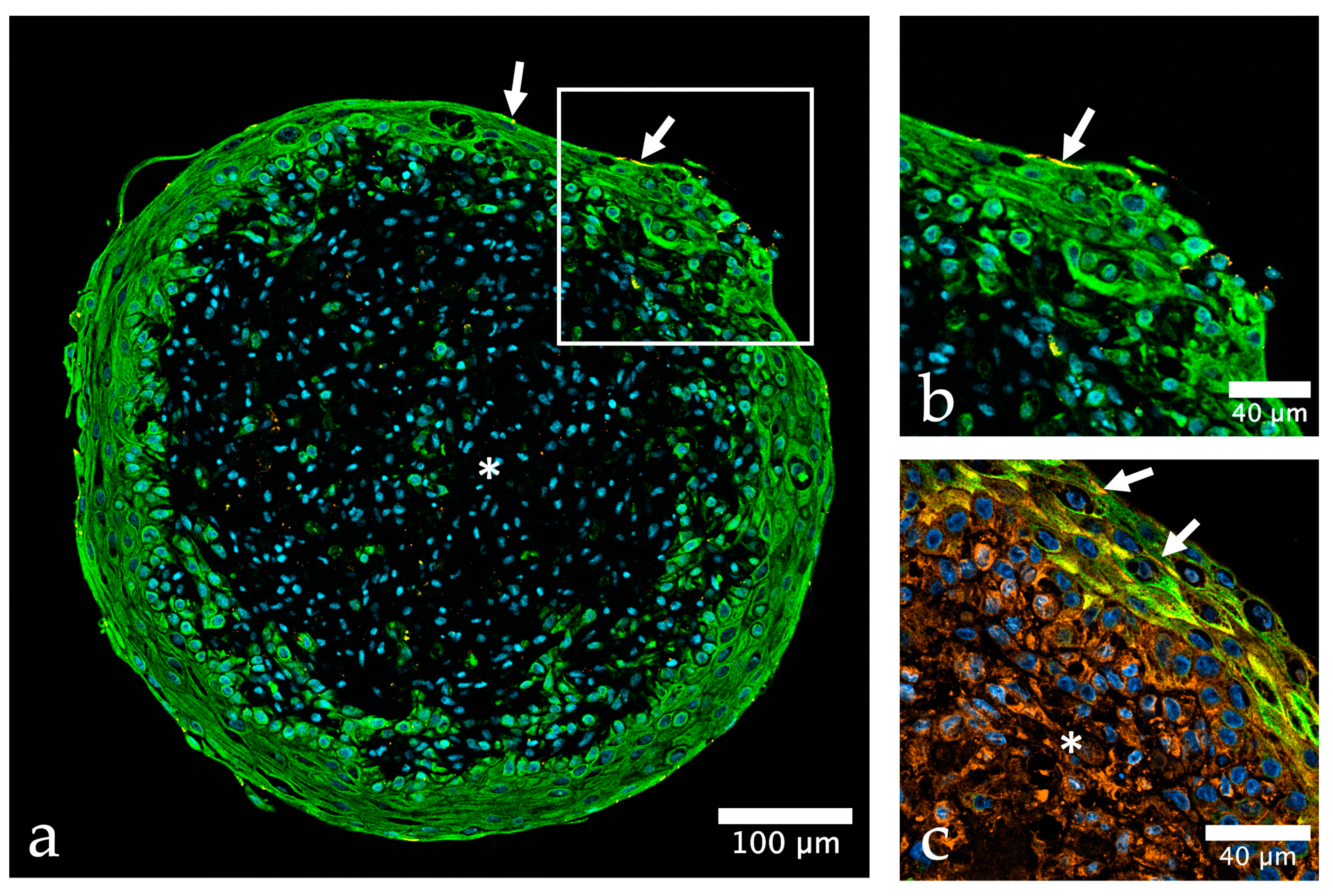 Ijms 24 06232 g002 Ijms 24 06232 g002