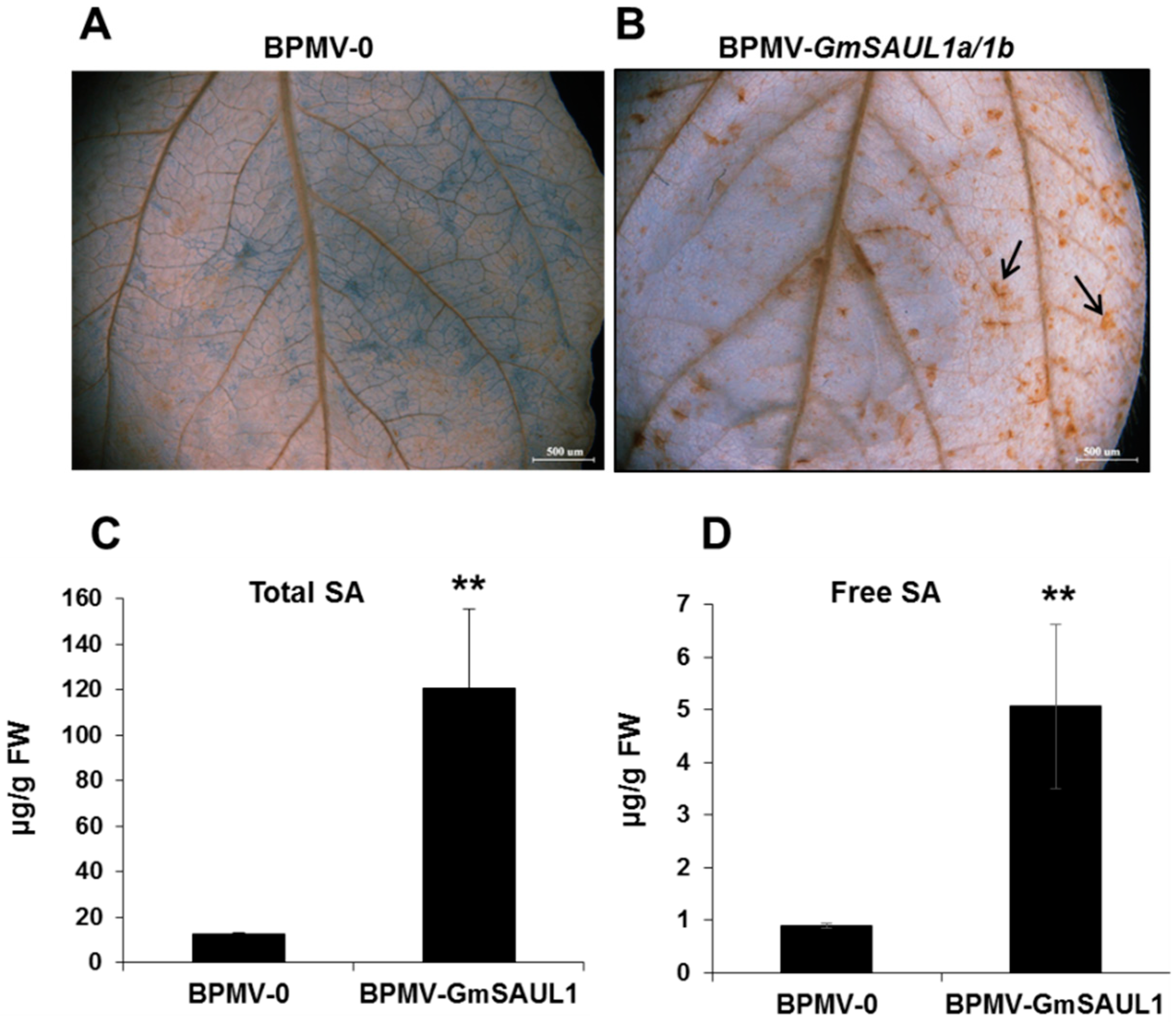 Ijms 24 06240 g002 Ijms 24 06240 g002