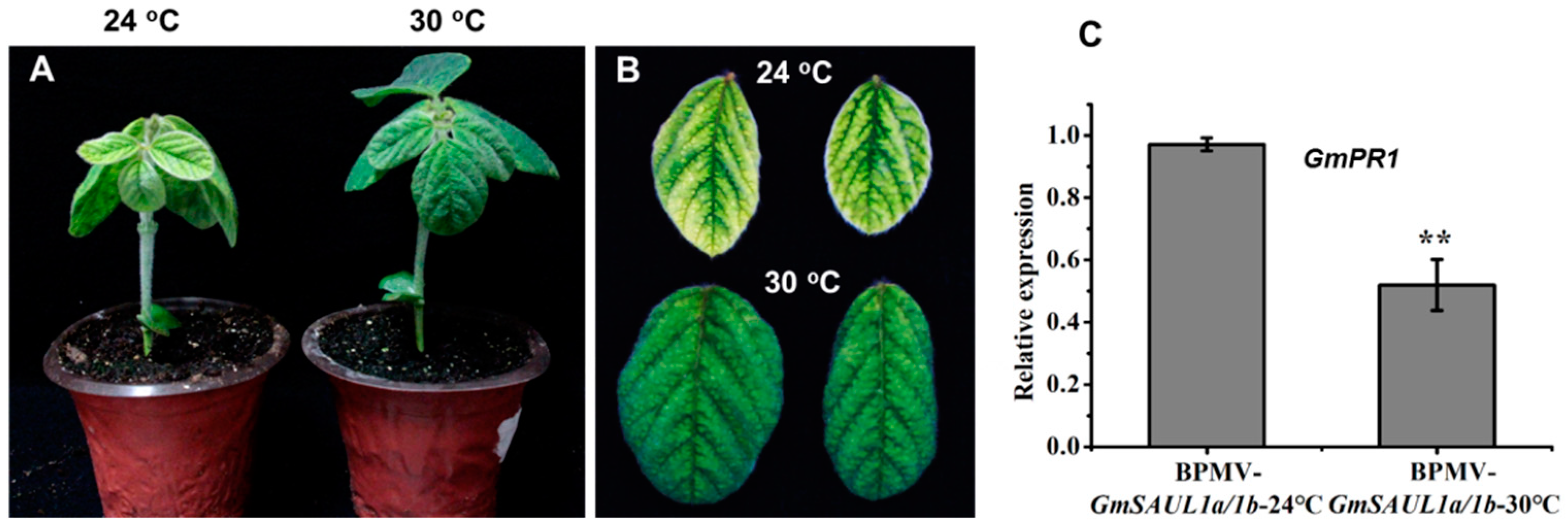 Ijms 24 06240 g004 Ijms 24 06240 g004