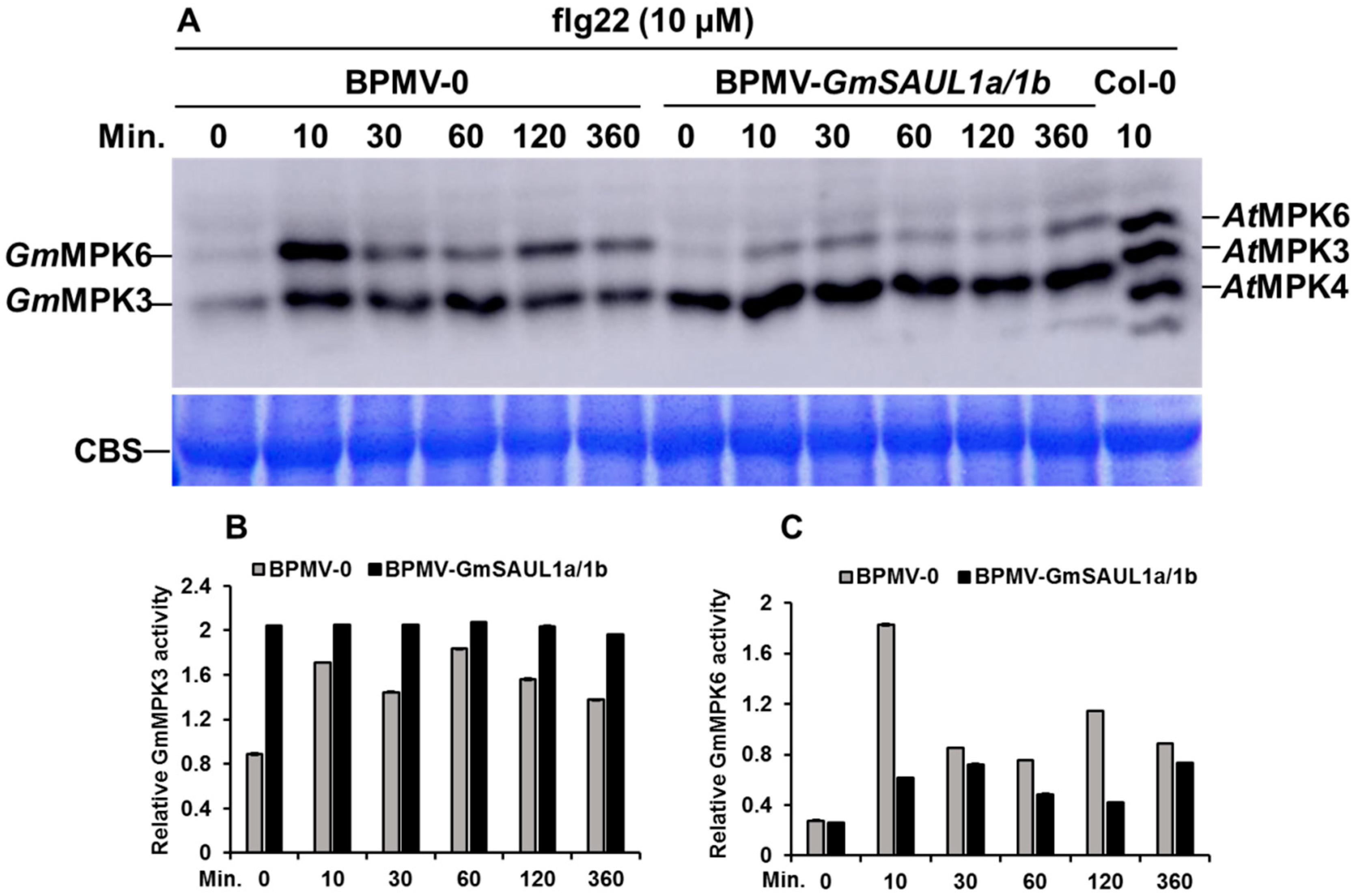 Ijms 24 06240 g005 Ijms 24 06240 g005
