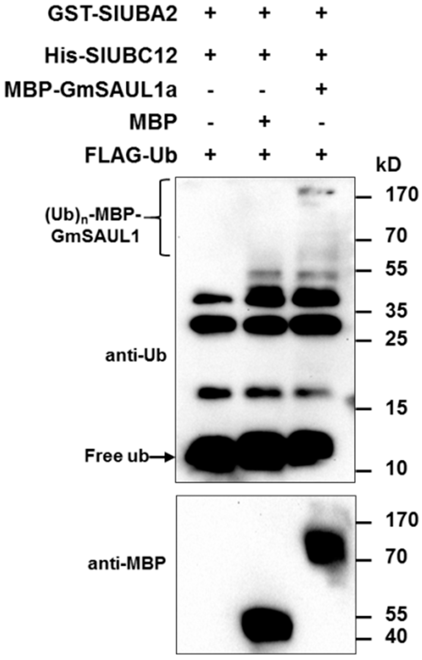 Ijms 24 06240 g006 Ijms 24 06240 g006