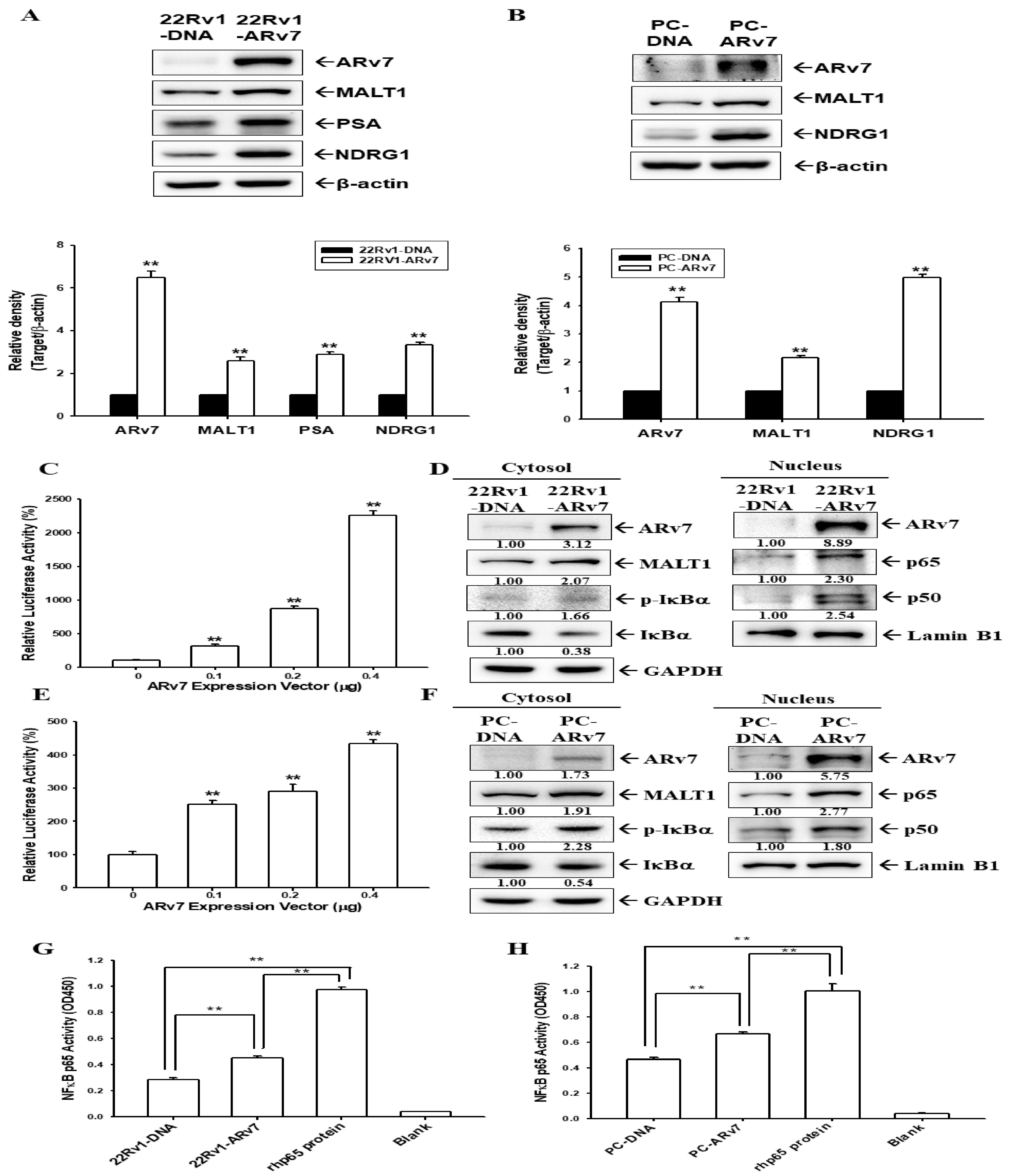 Ijms 24 06245 g005 Ijms 24 06245 g005
