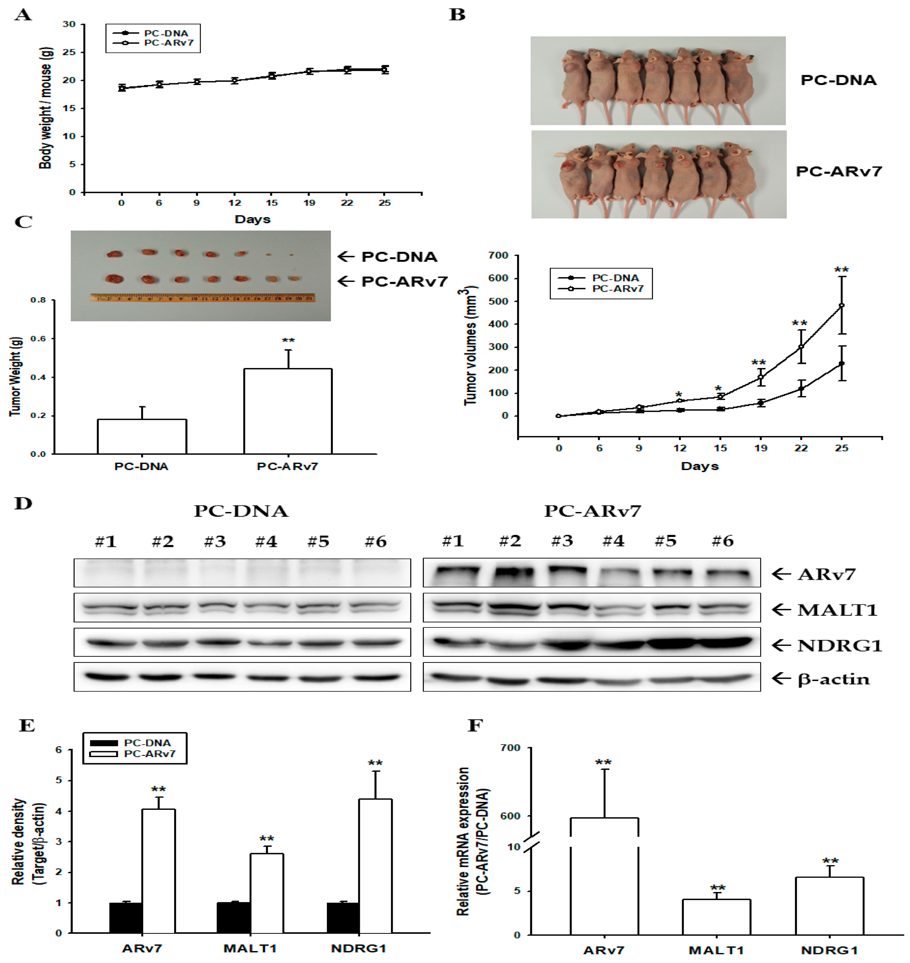 Ijms 24 06245 g007 Ijms 24 06245 g007