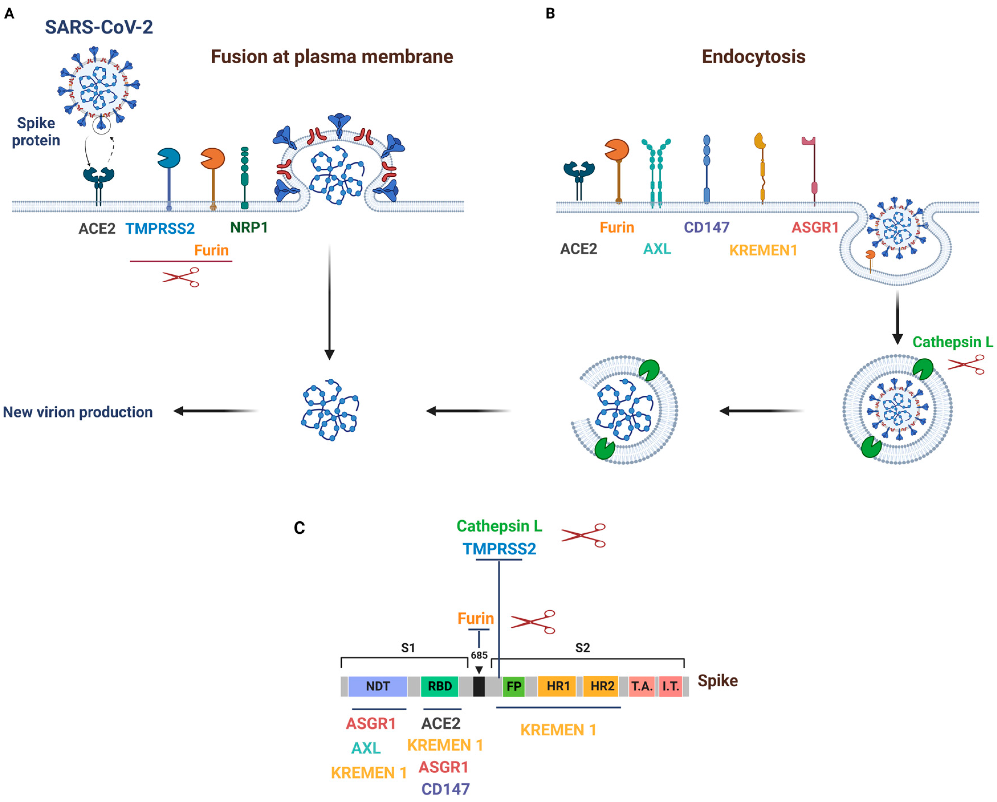 IJMS Free Full Text Receptors and Cofactors That Contribute to