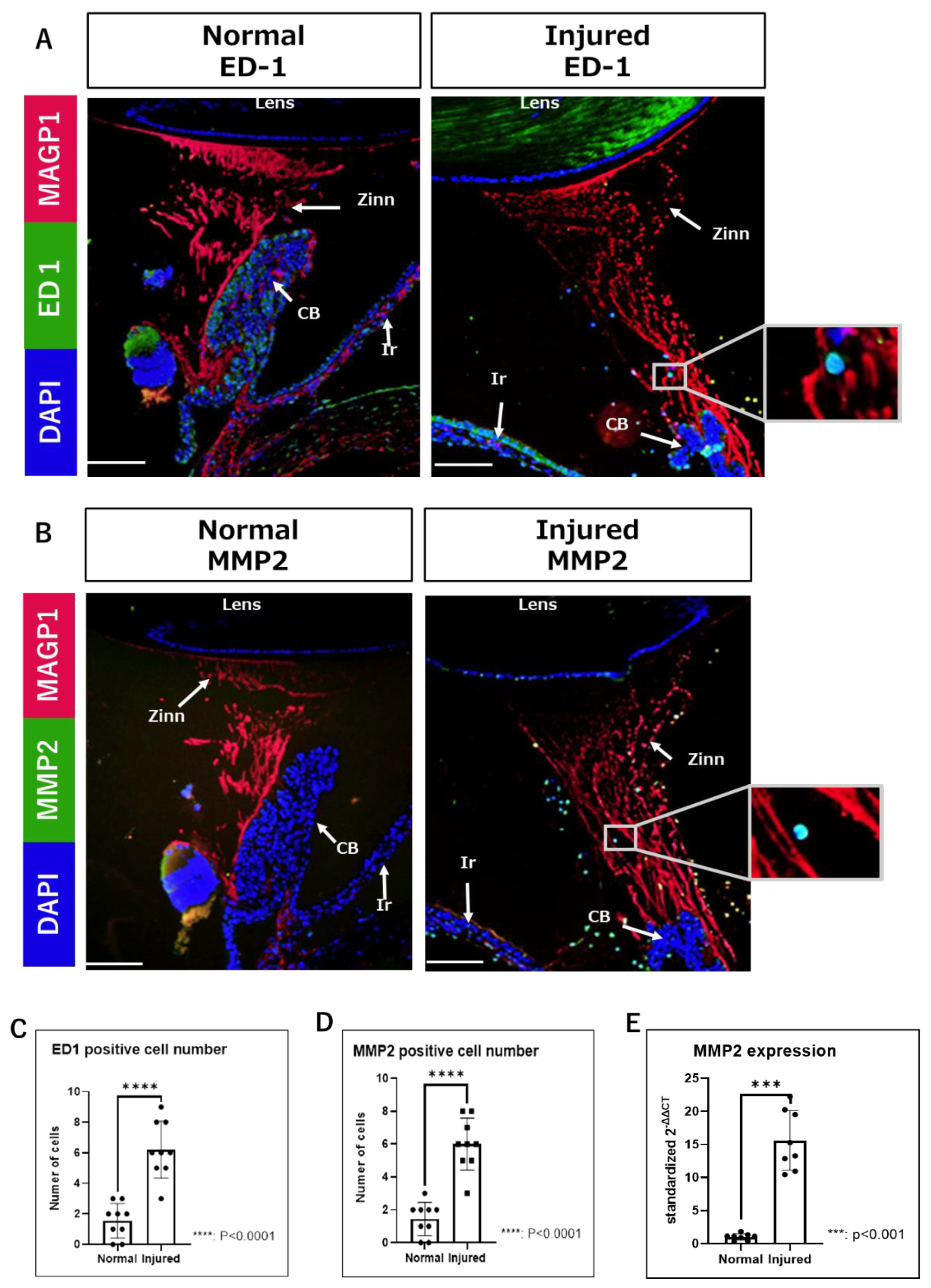 Ijms 24 06254 g002 Ijms 24 06254 g002