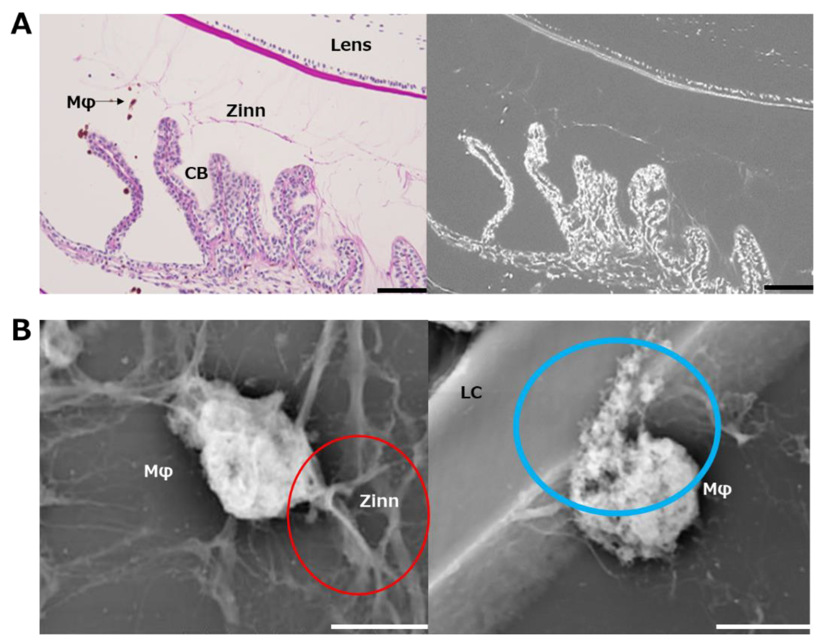 Ijms 24 06254 g006 Ijms 24 06254 g006