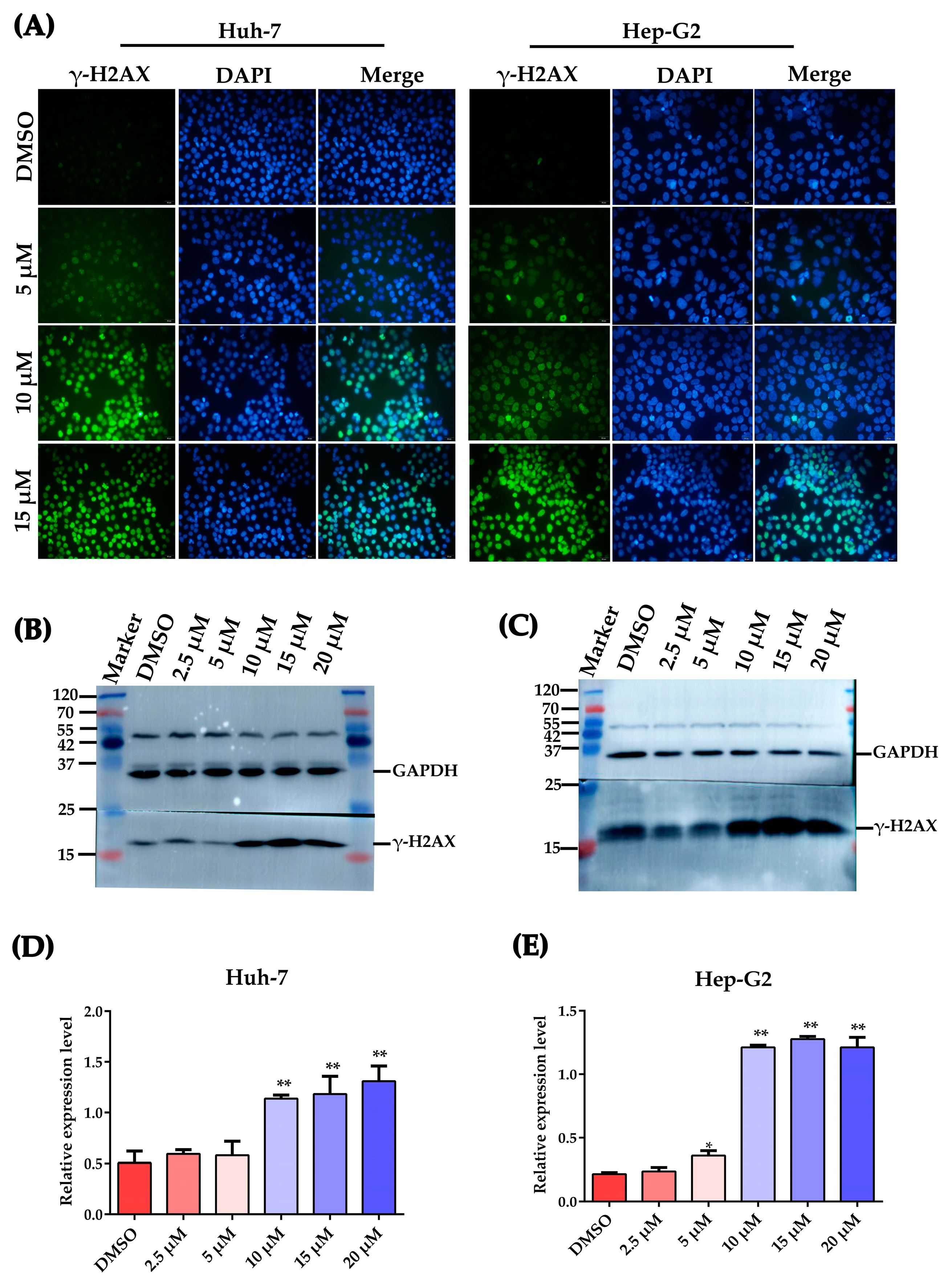 Ijms 24 06279 g004 Ijms 24 06279 g004