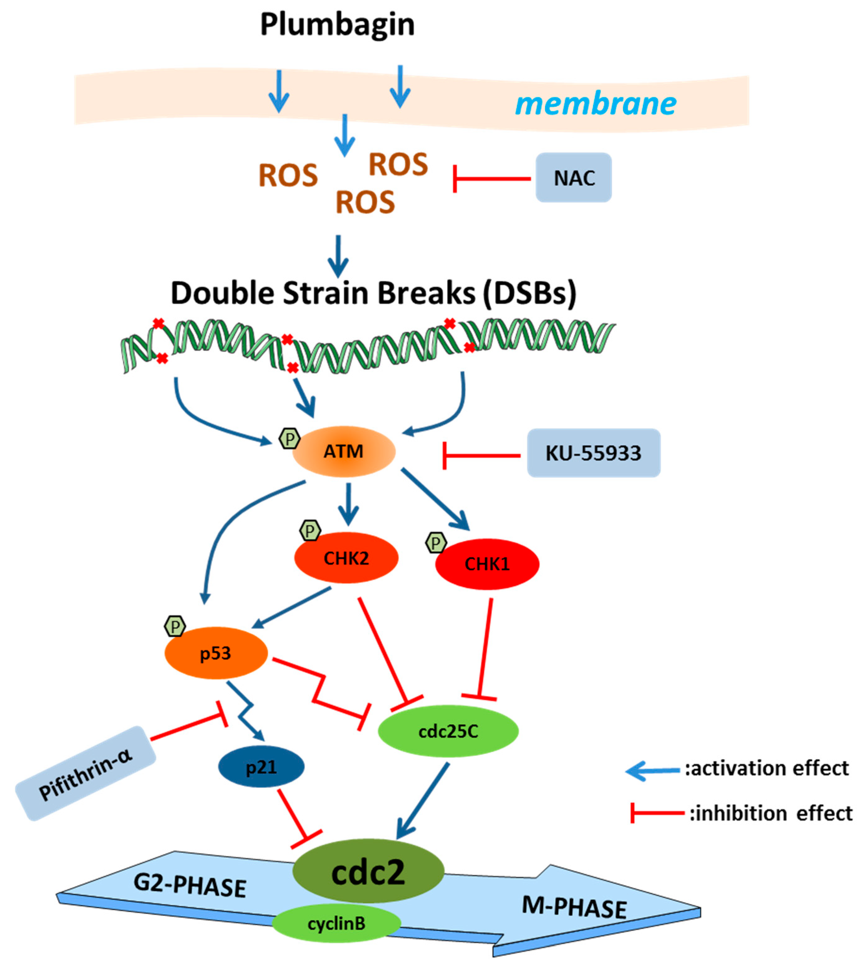 Ijms 24 06279 g011 Ijms 24 06279 g011