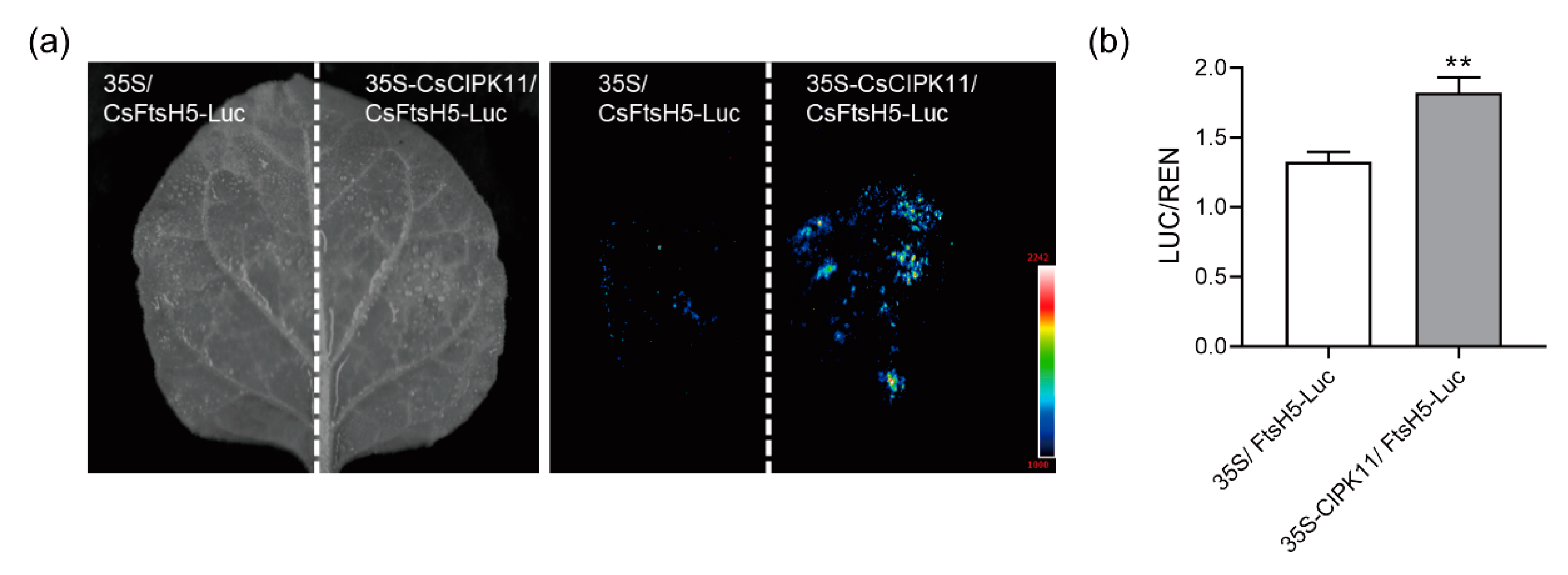 Ijms 24 06288 g005 Ijms 24 06288 g005