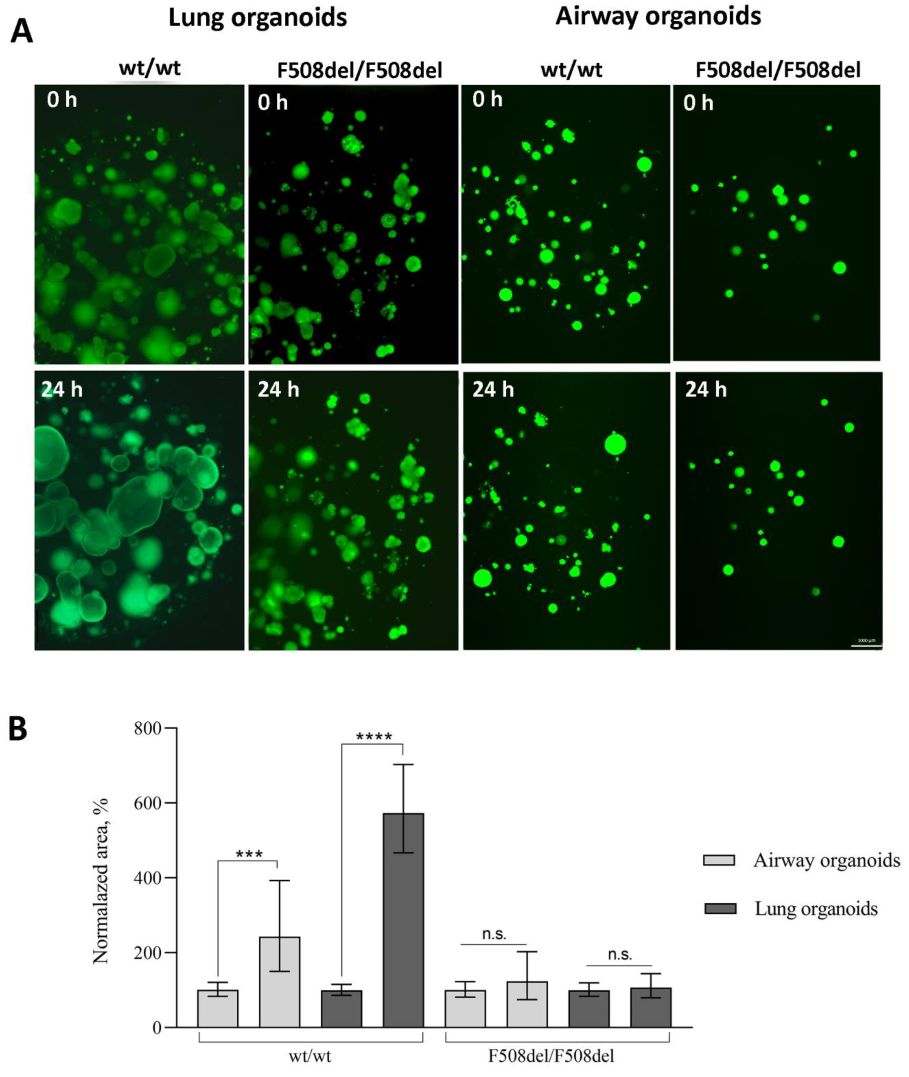 Ijms 24 06293 g003 Ijms 24 06293 g003
