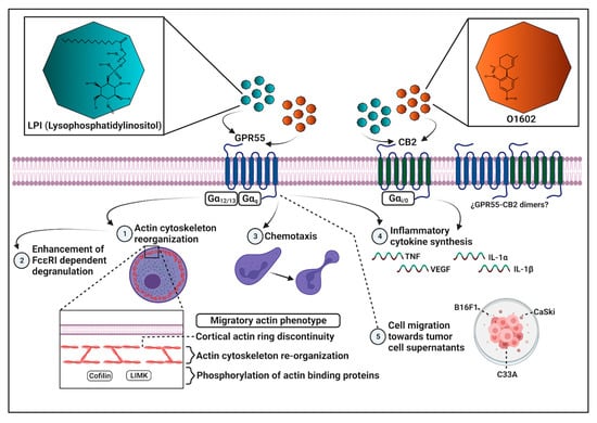 IJMS | Free Full-Text | Lysophosphatidylinositol Promotes Chemotaxis ...